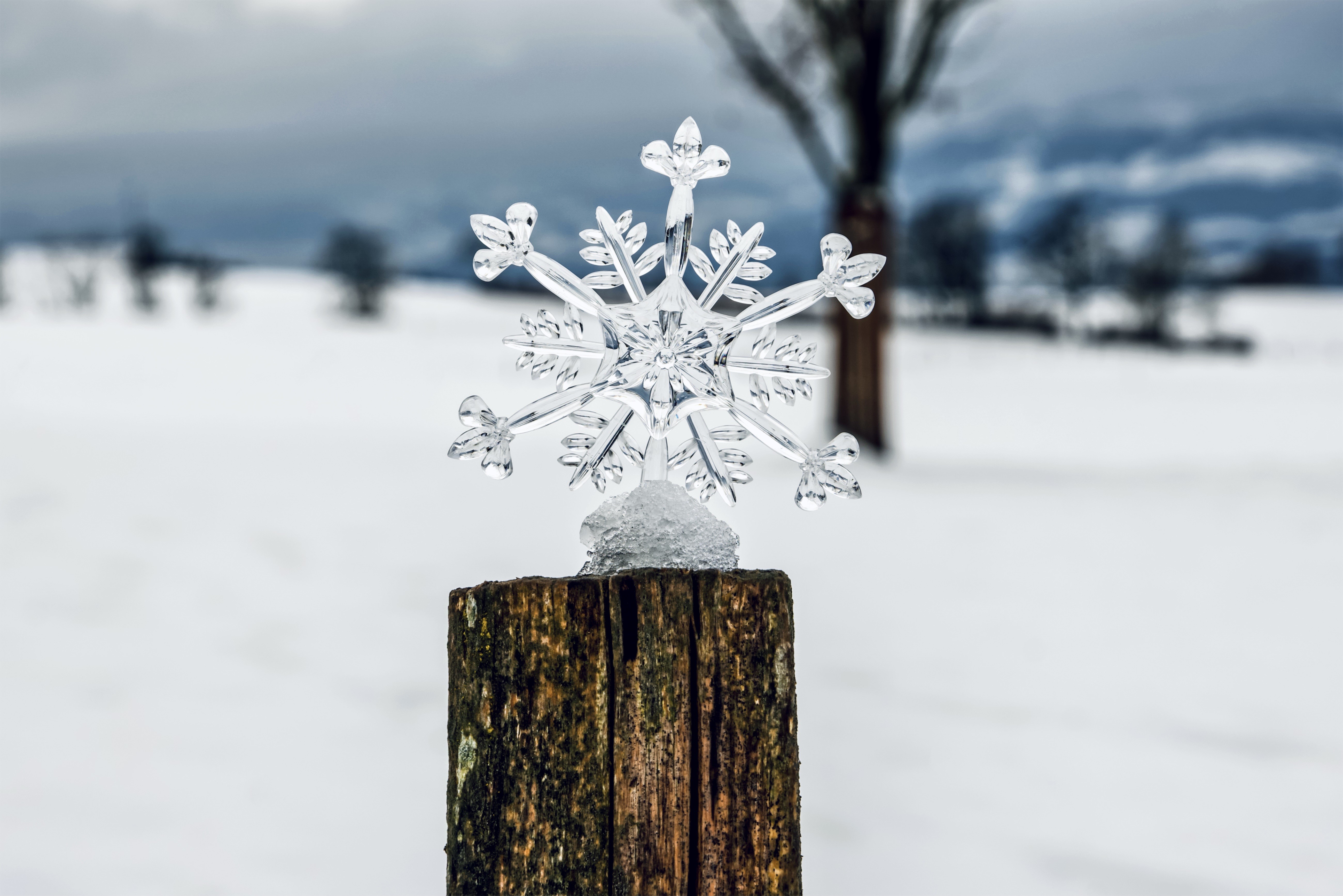Snowflake on a tree stump in winter HD Wallpaper