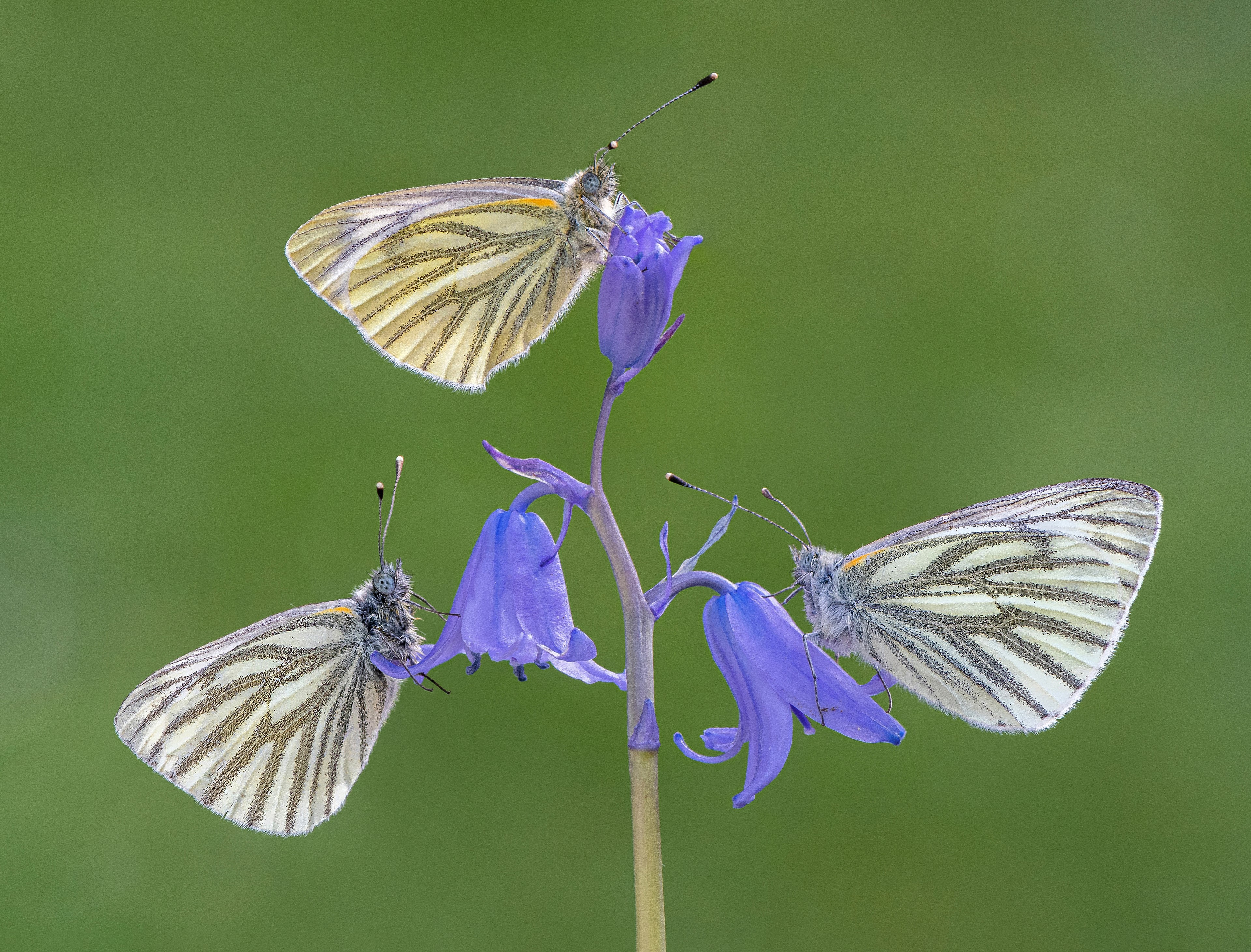Three Green-veined White Butterflies on Bluebells HD Wallpaper