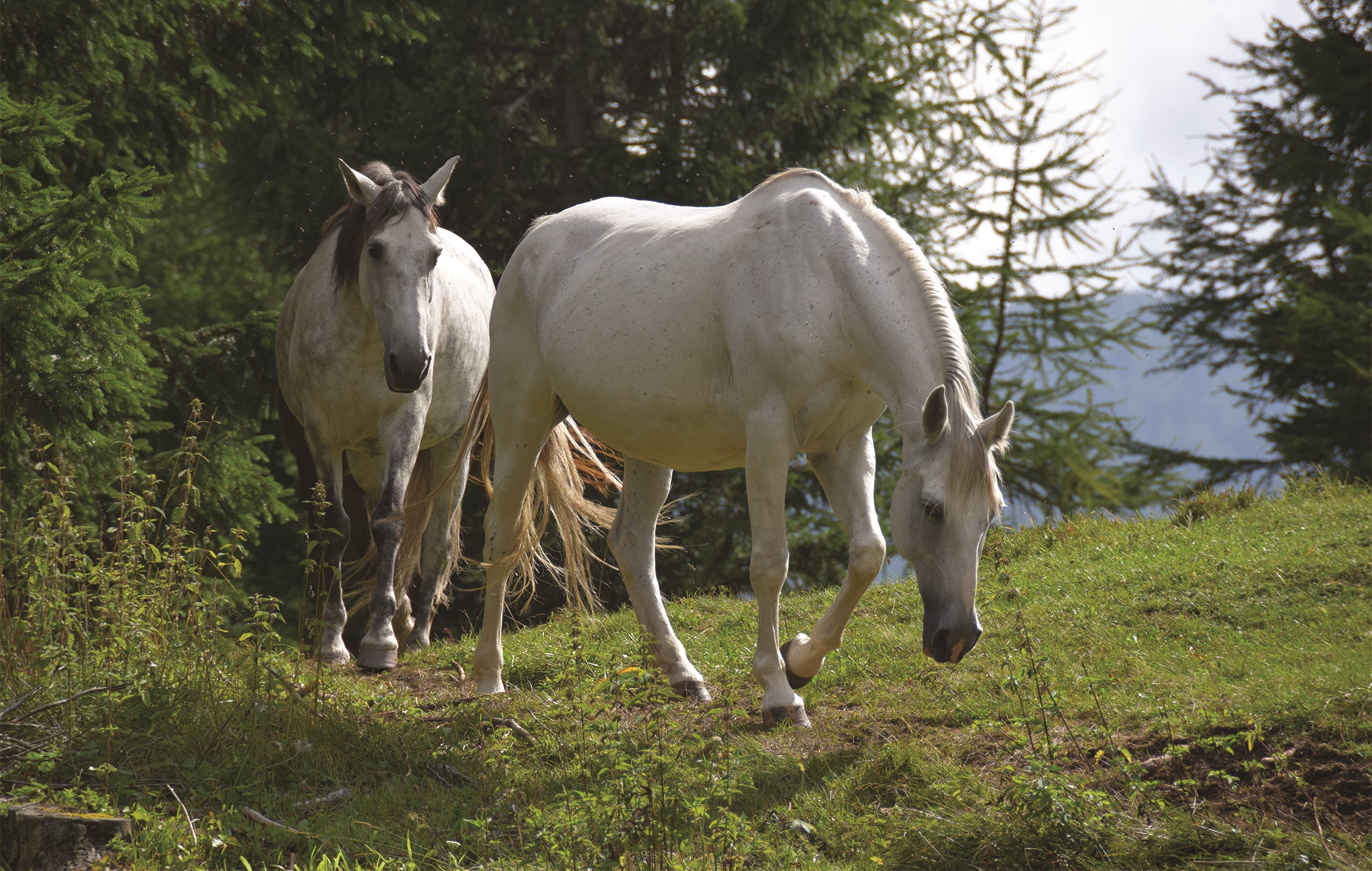 Two white horses grazing in a forest clearing HD Wallpaper