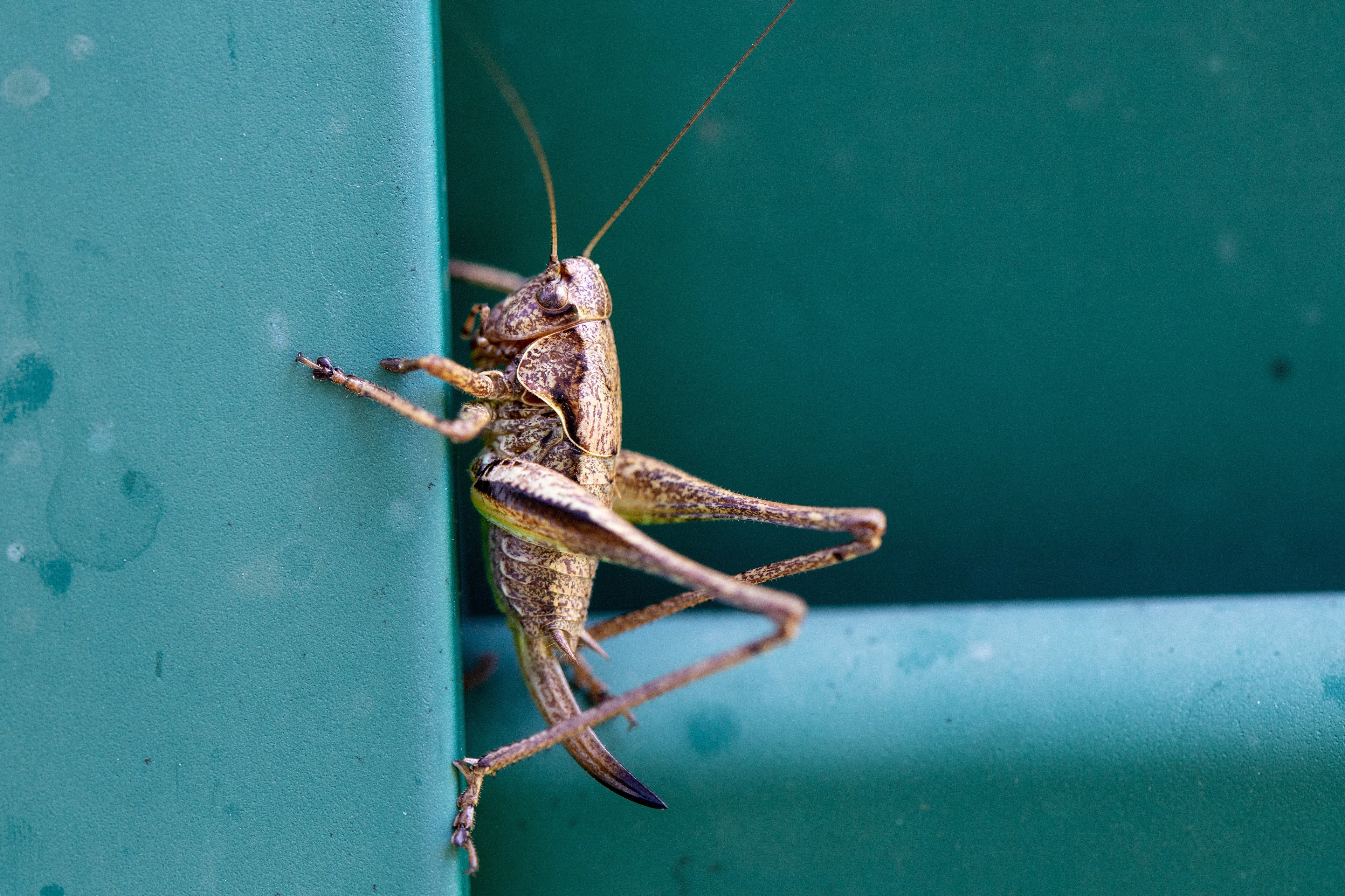 Grasshopper on a green surface HD Wallpaper