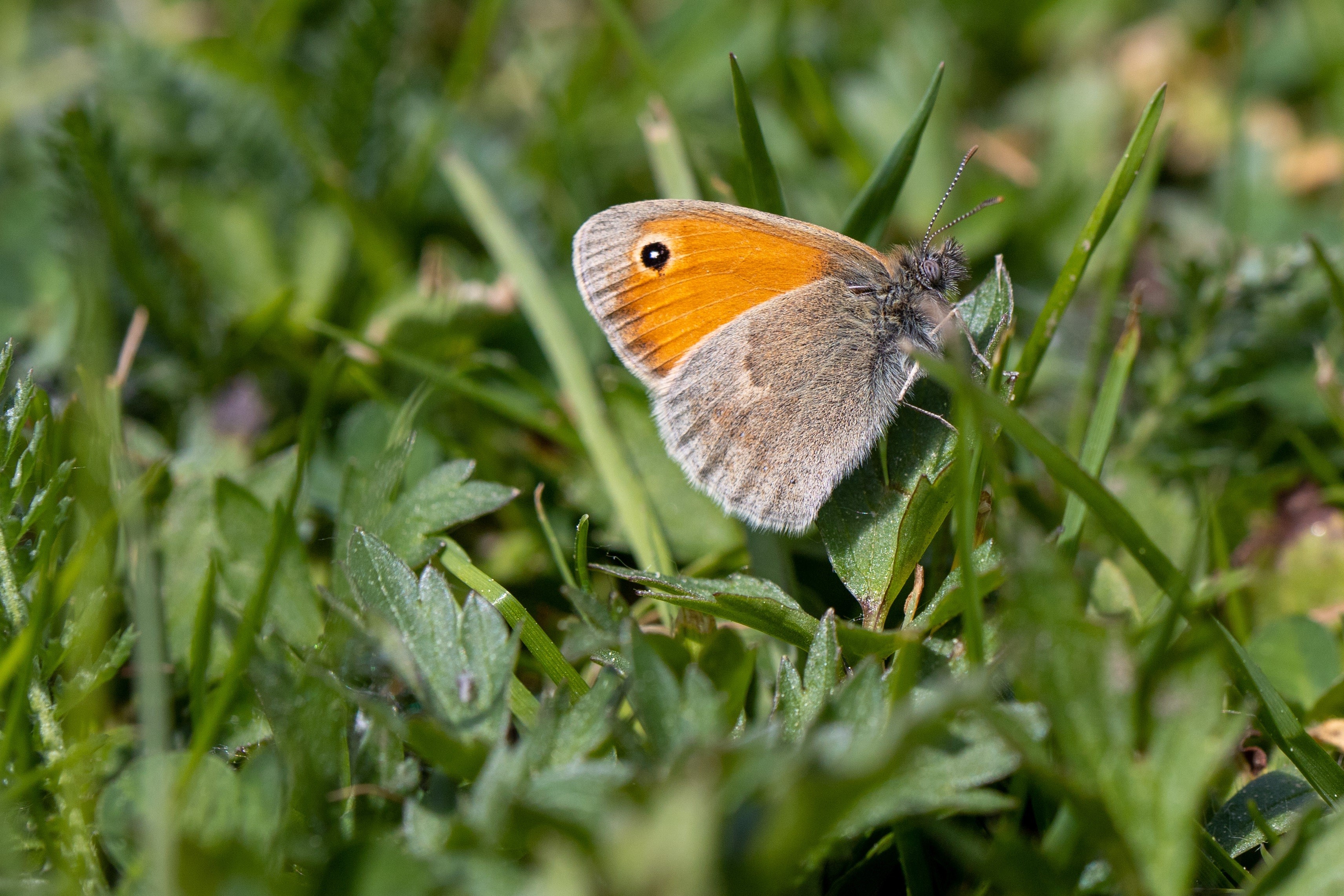Small Heath butterfly on green grass HD Wallpaper