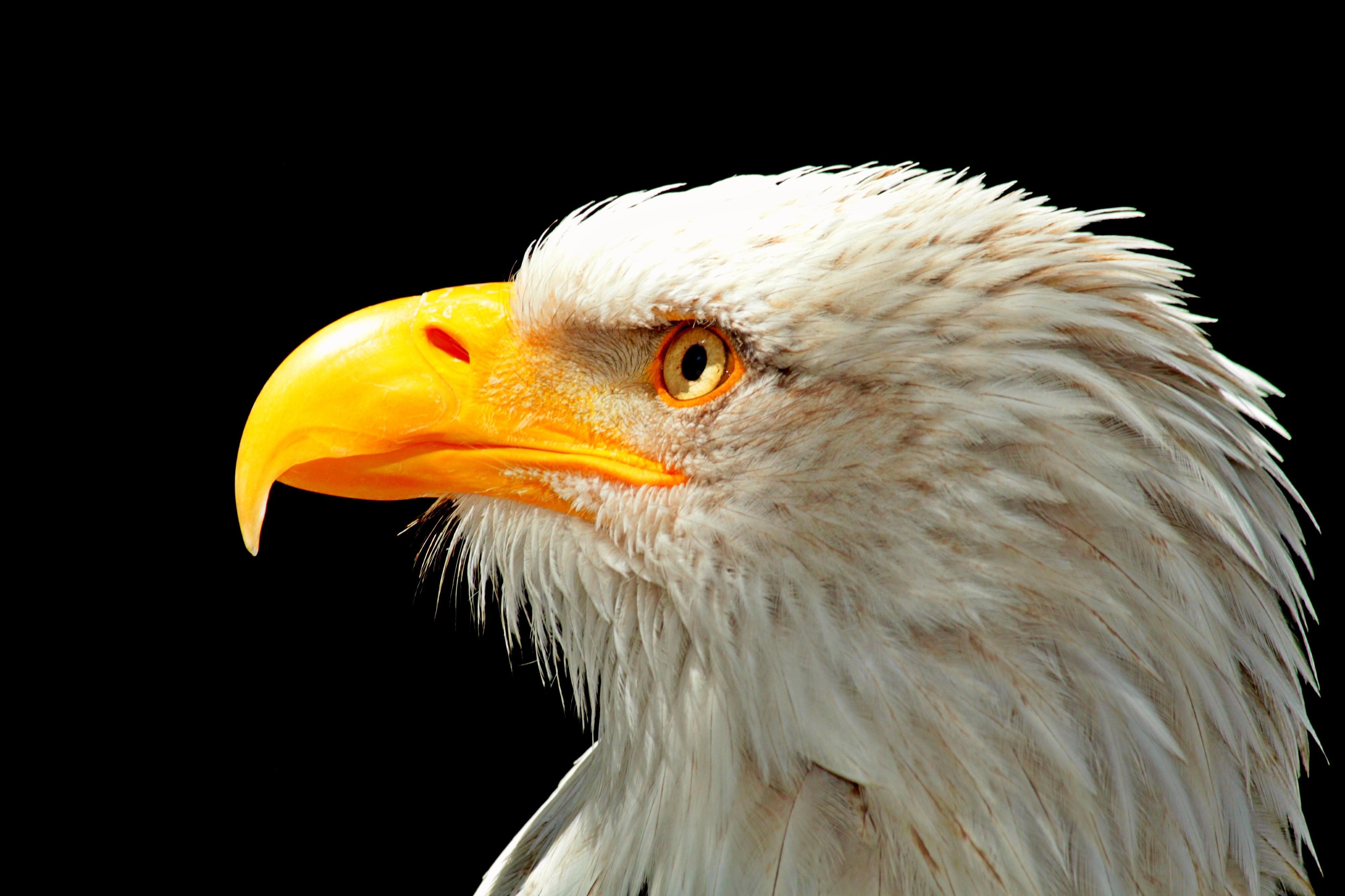 Bald Eagle Head Closeup 4K HD Wallpaper