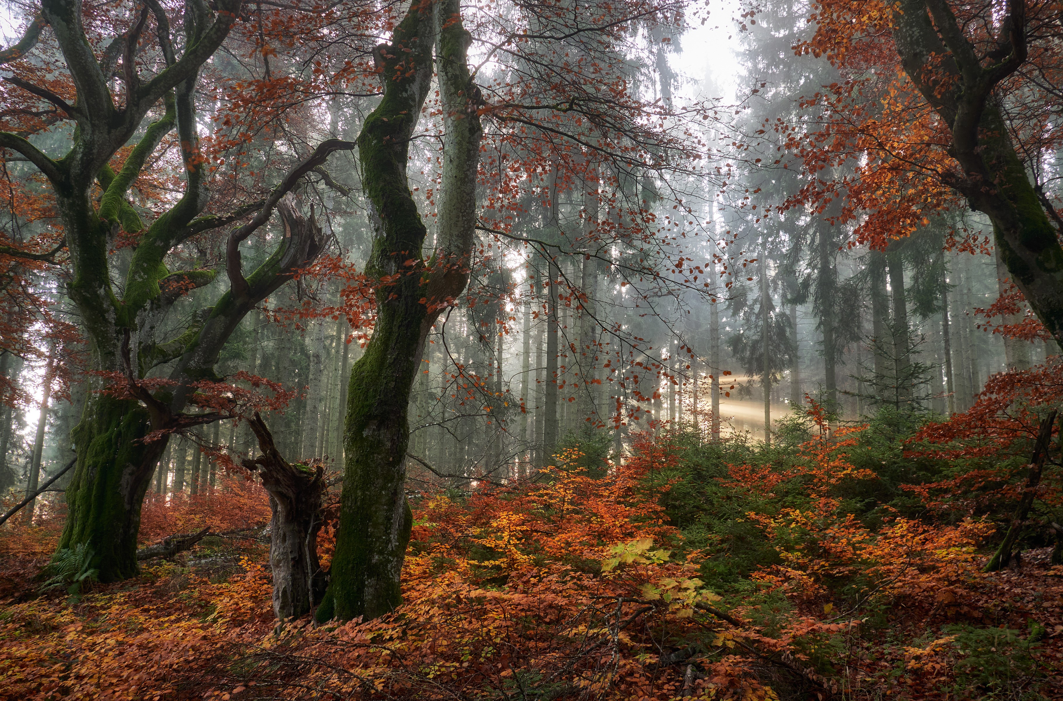 Misty Autumn Forest with Sunbeams HD Wallpaper