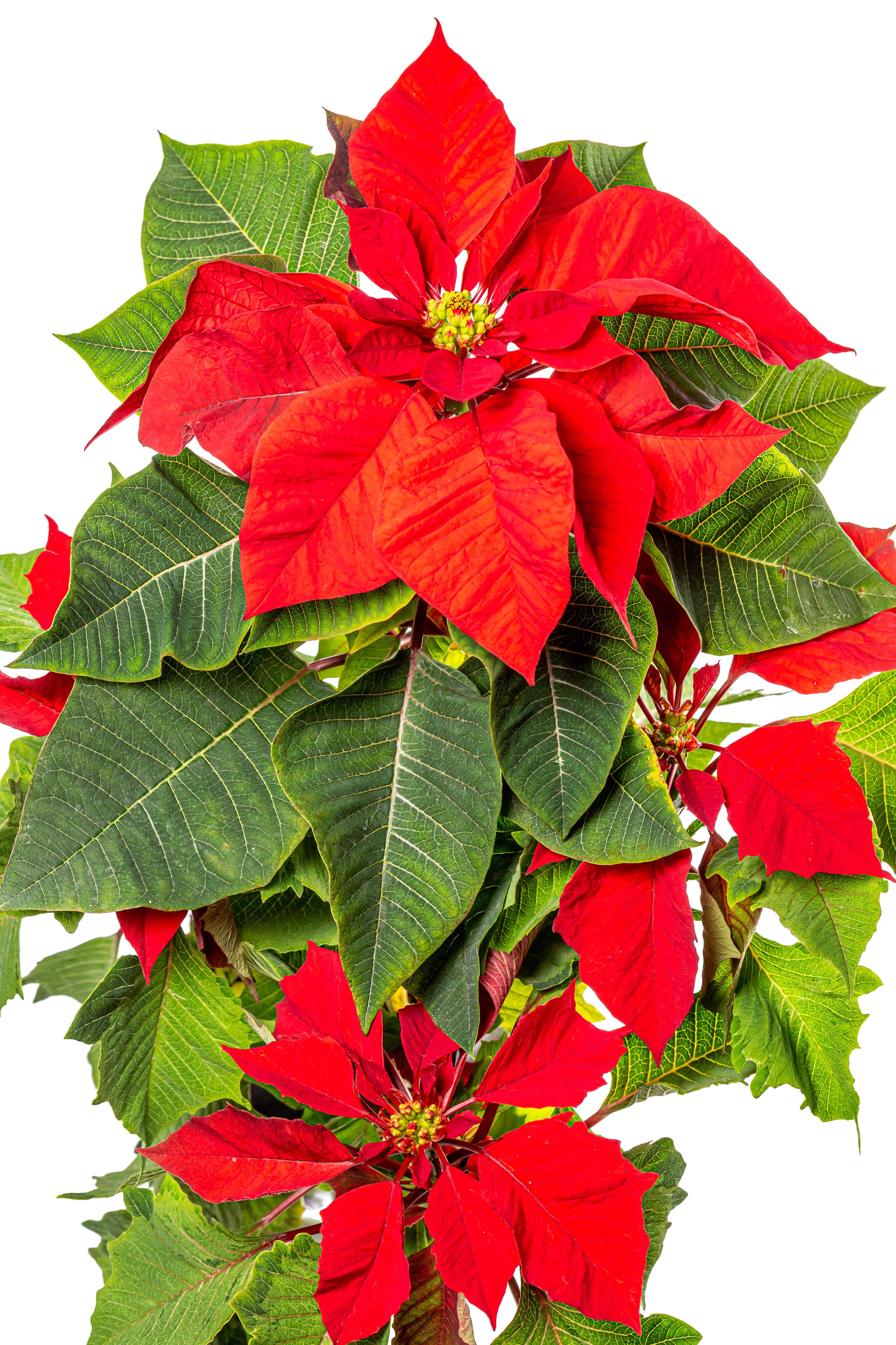 Red Poinsettia flowers with green leaves HD Phone Wallpaper