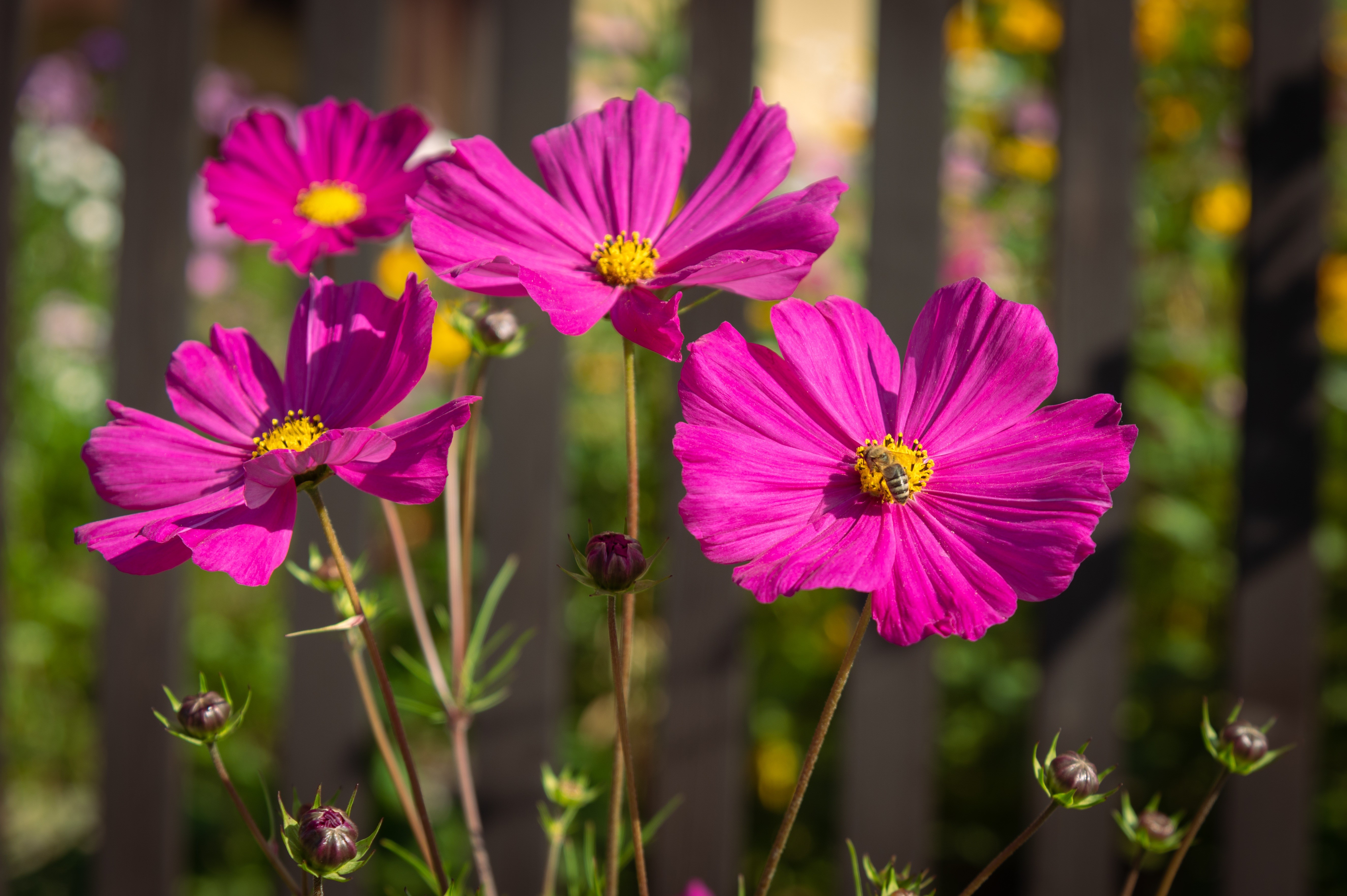 Pink Cosmos Flowers with Bee and Bokeh HD Wallpaper