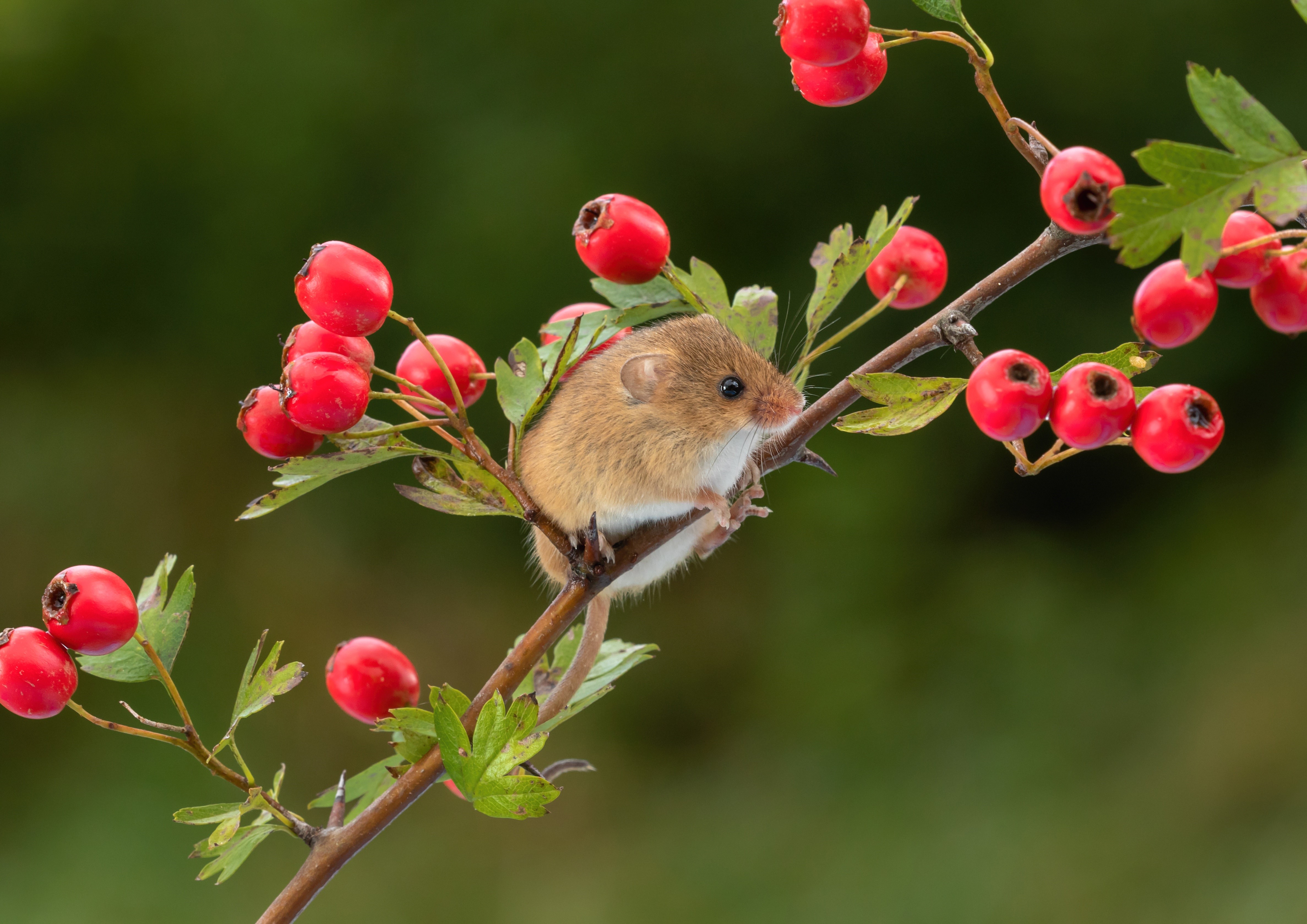 Mouse on a branch with red berries HD Wallpaper