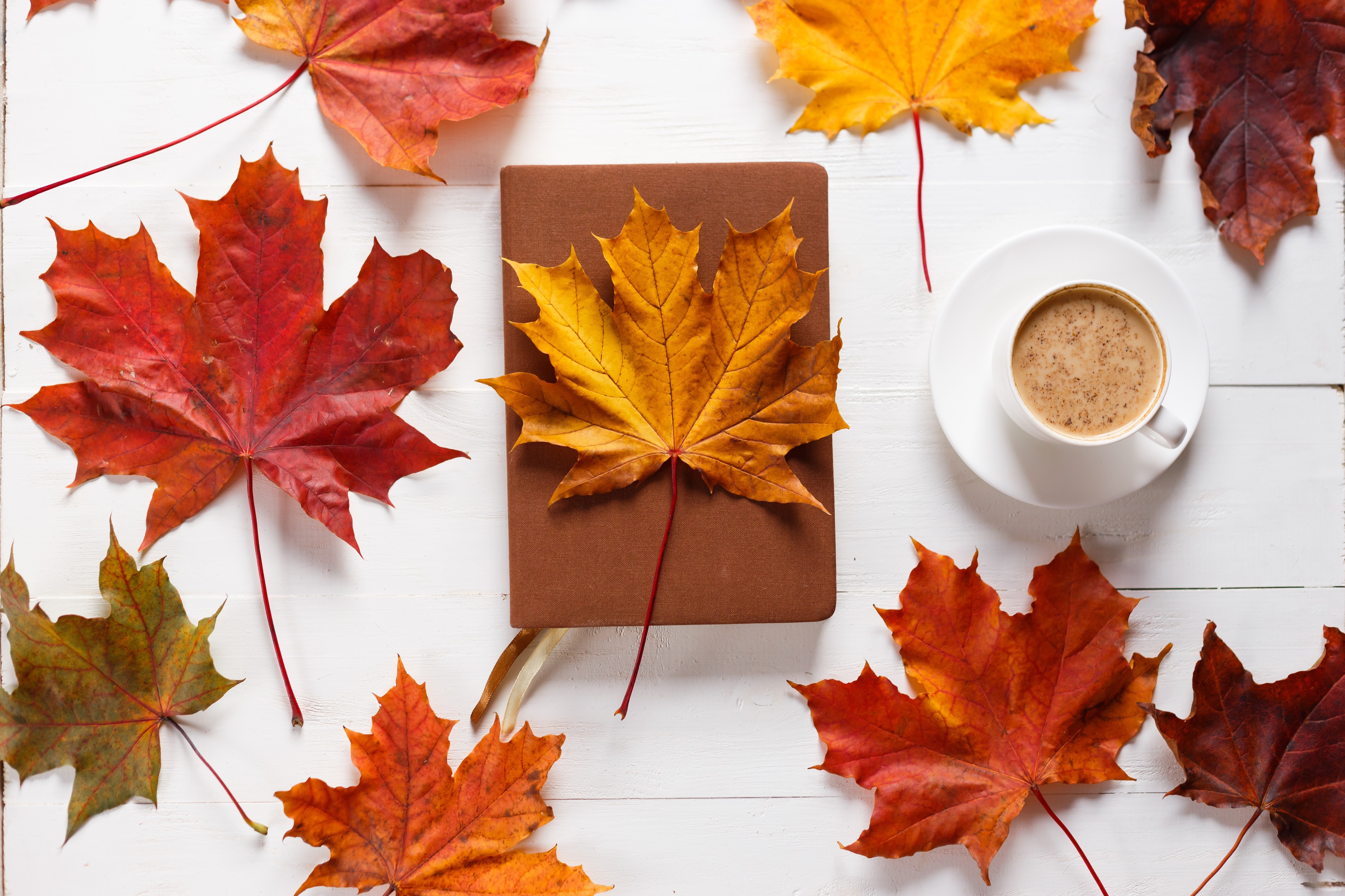 Autumn Maple Leaves with Coffee and Book HD Wallpaper
