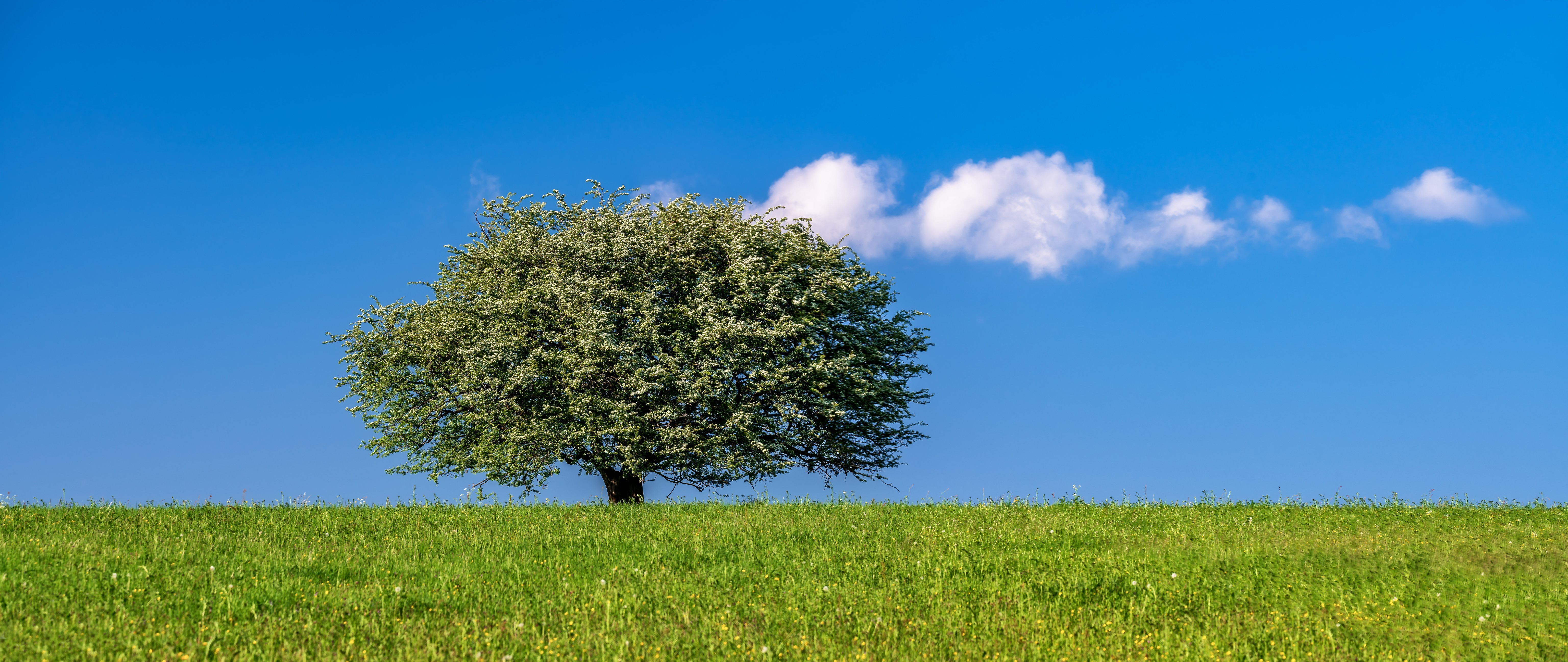 Tree on a grassy hill under a blue sky with clouds HD Wallpaper