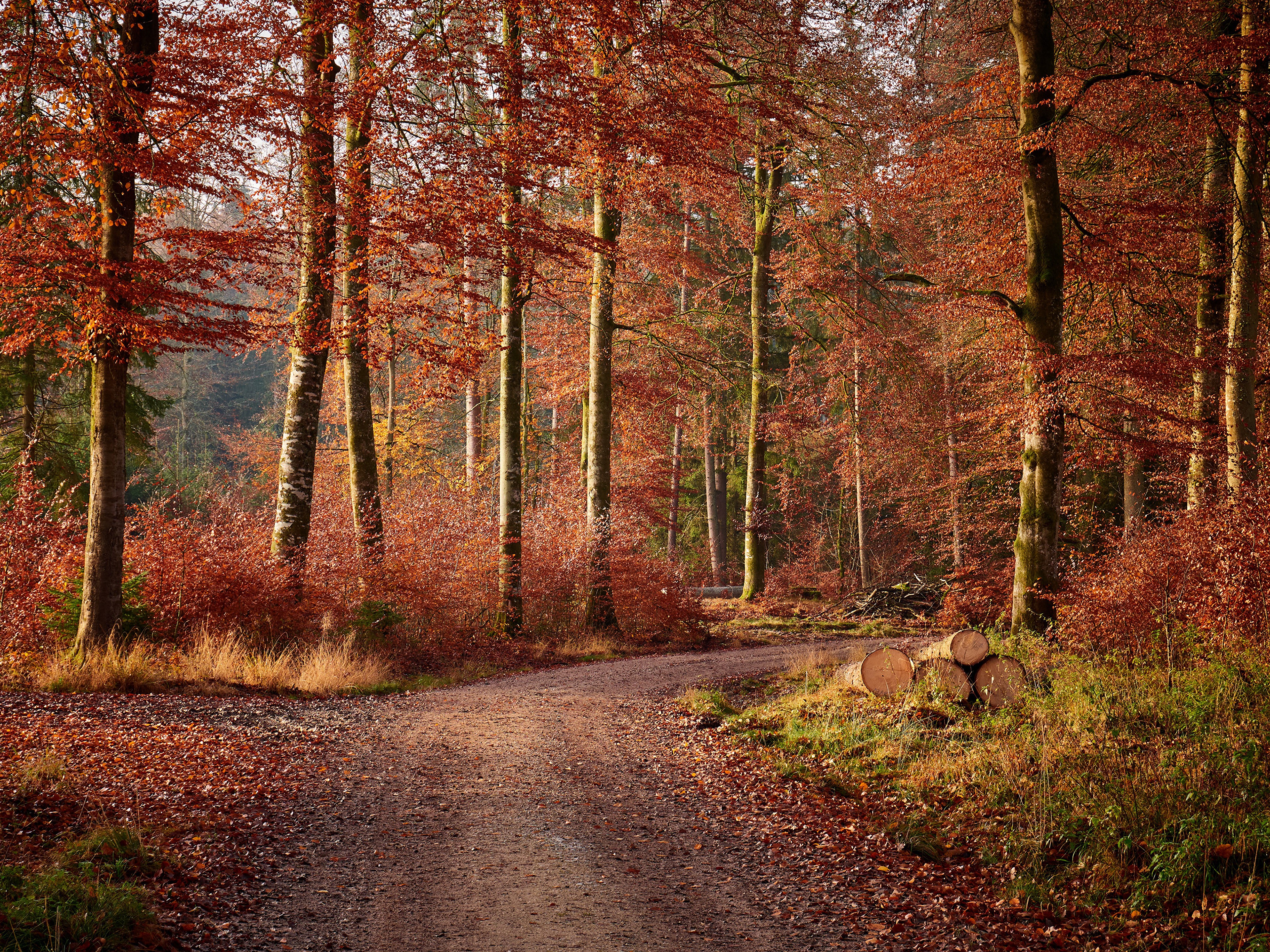 Autumn forest path with trees and wood logs HD Wallpaper