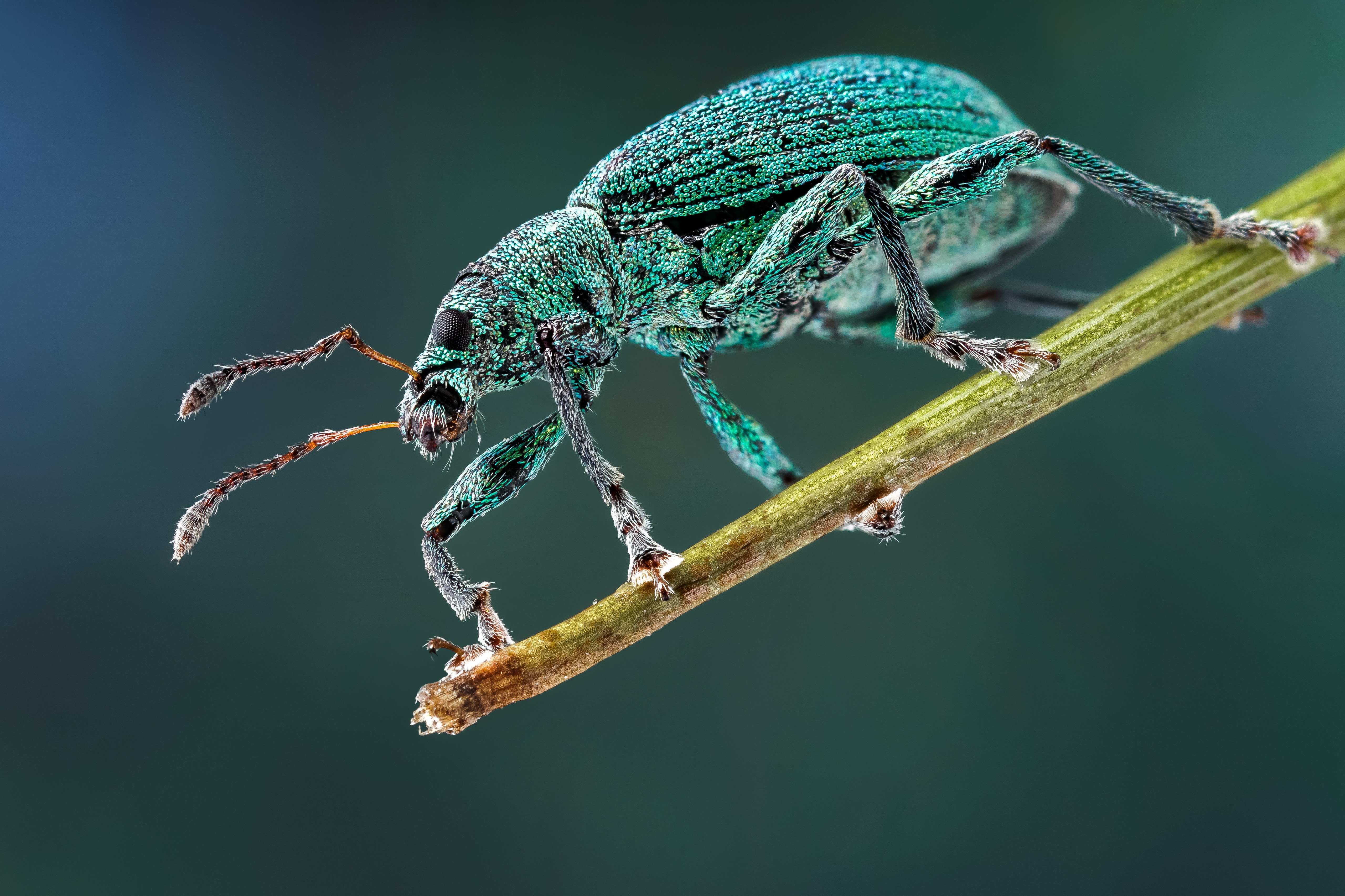 4K closeup of a blue Phyllobius weevil on a stem HD Wallpaper