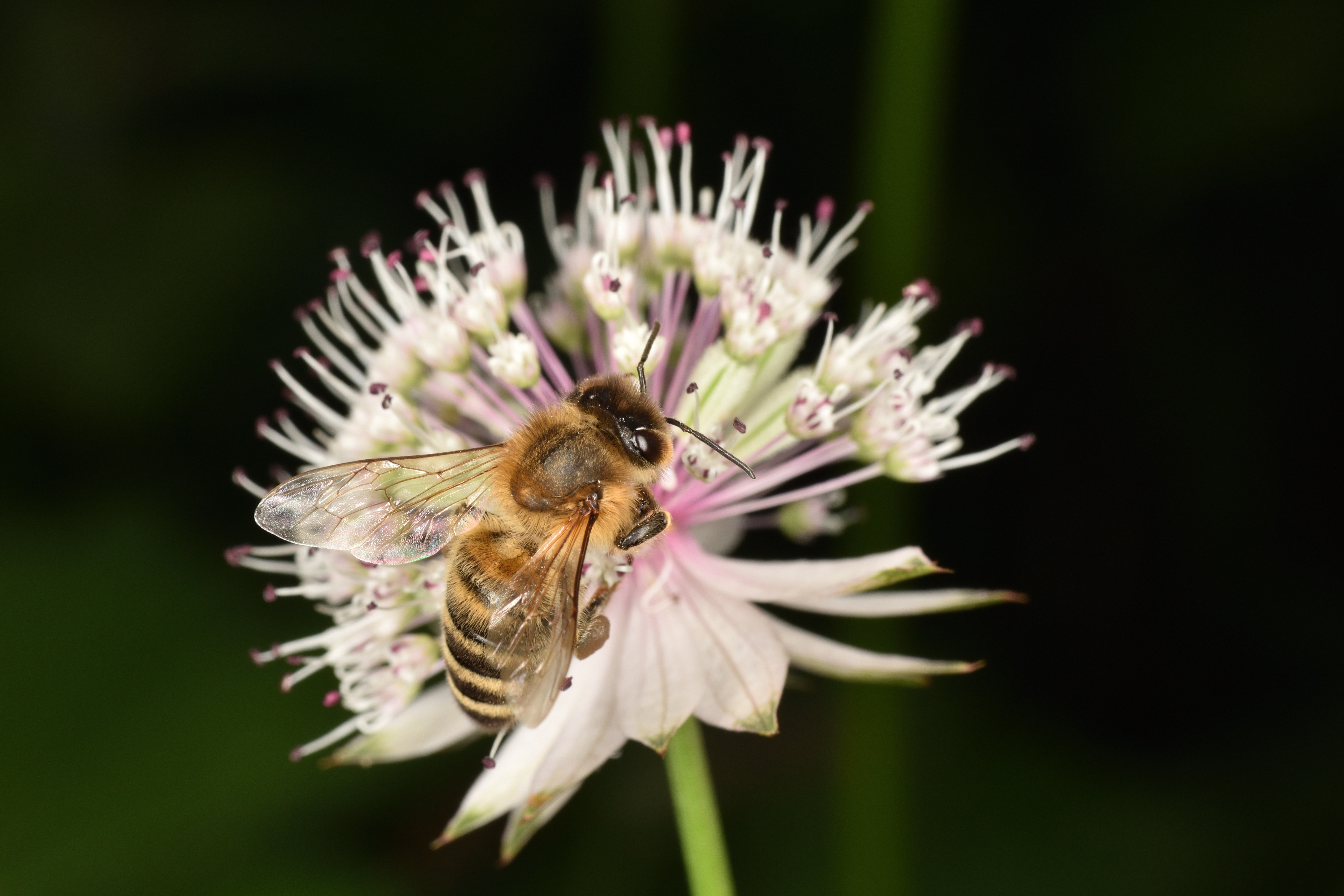 Bee on a white flower HD Wallpaper