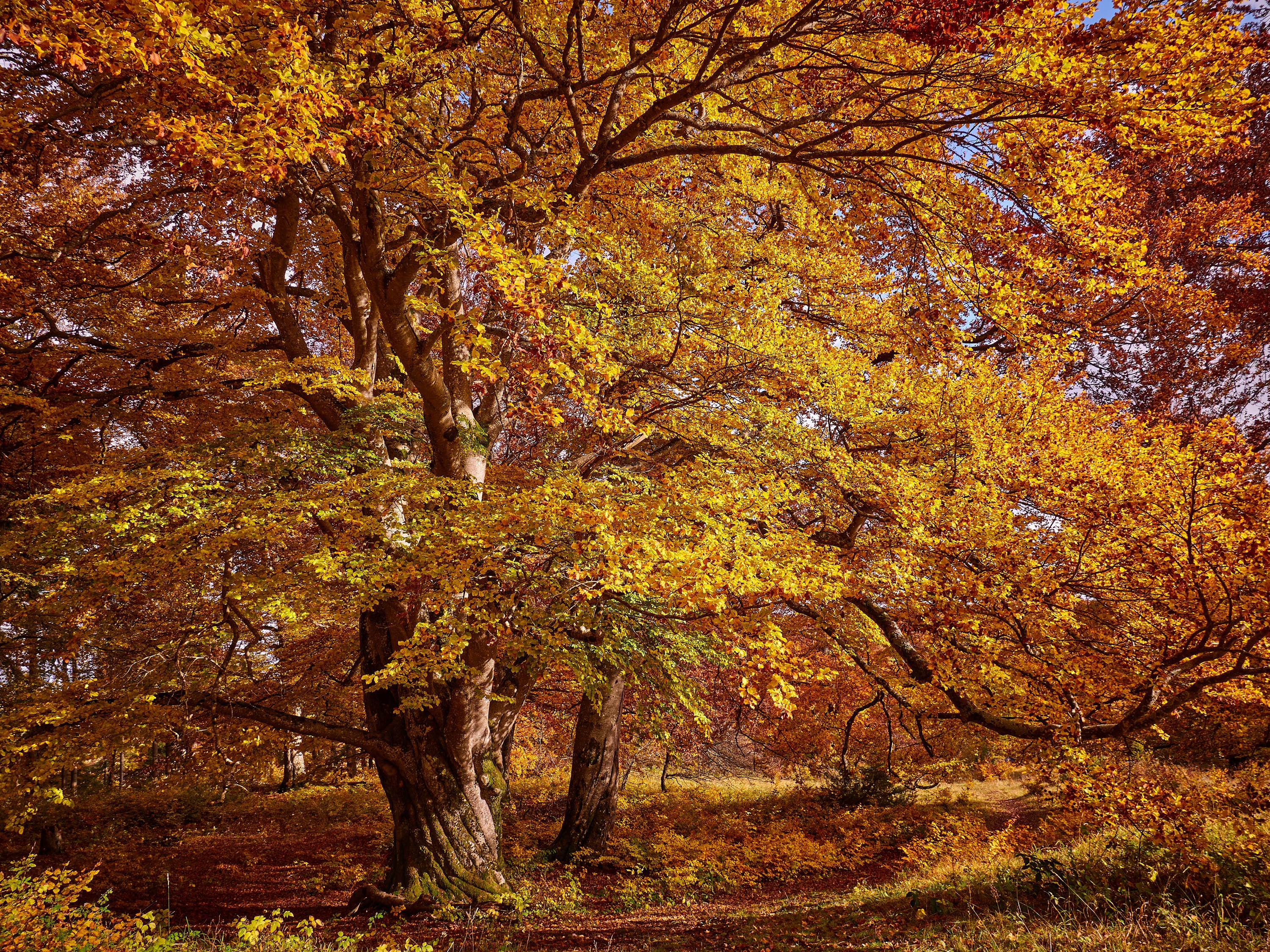 Autumn trees with golden leaves HD Wallpaper