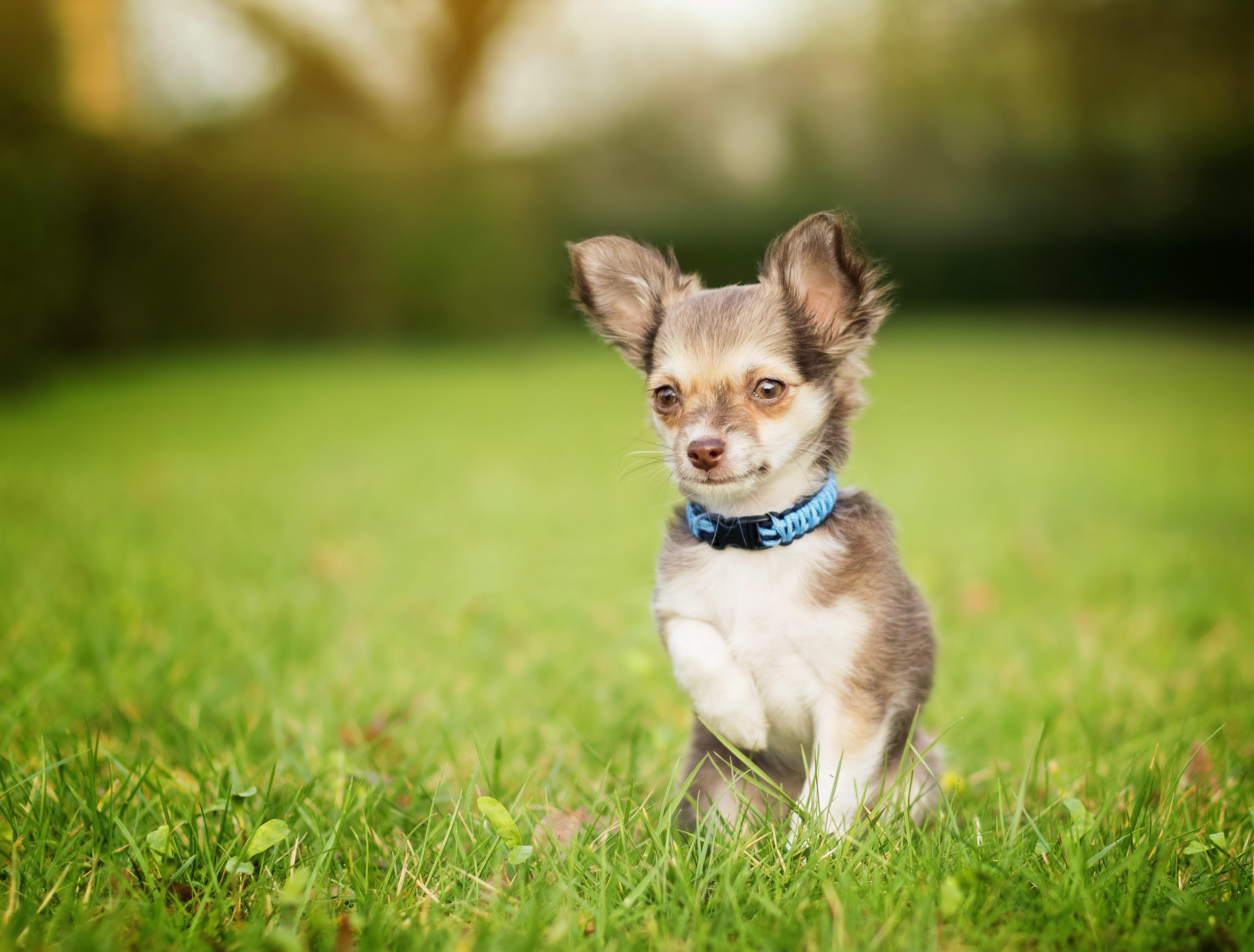 Chihuahua puppy sitting in grass with bokeh background HD Wallpaper