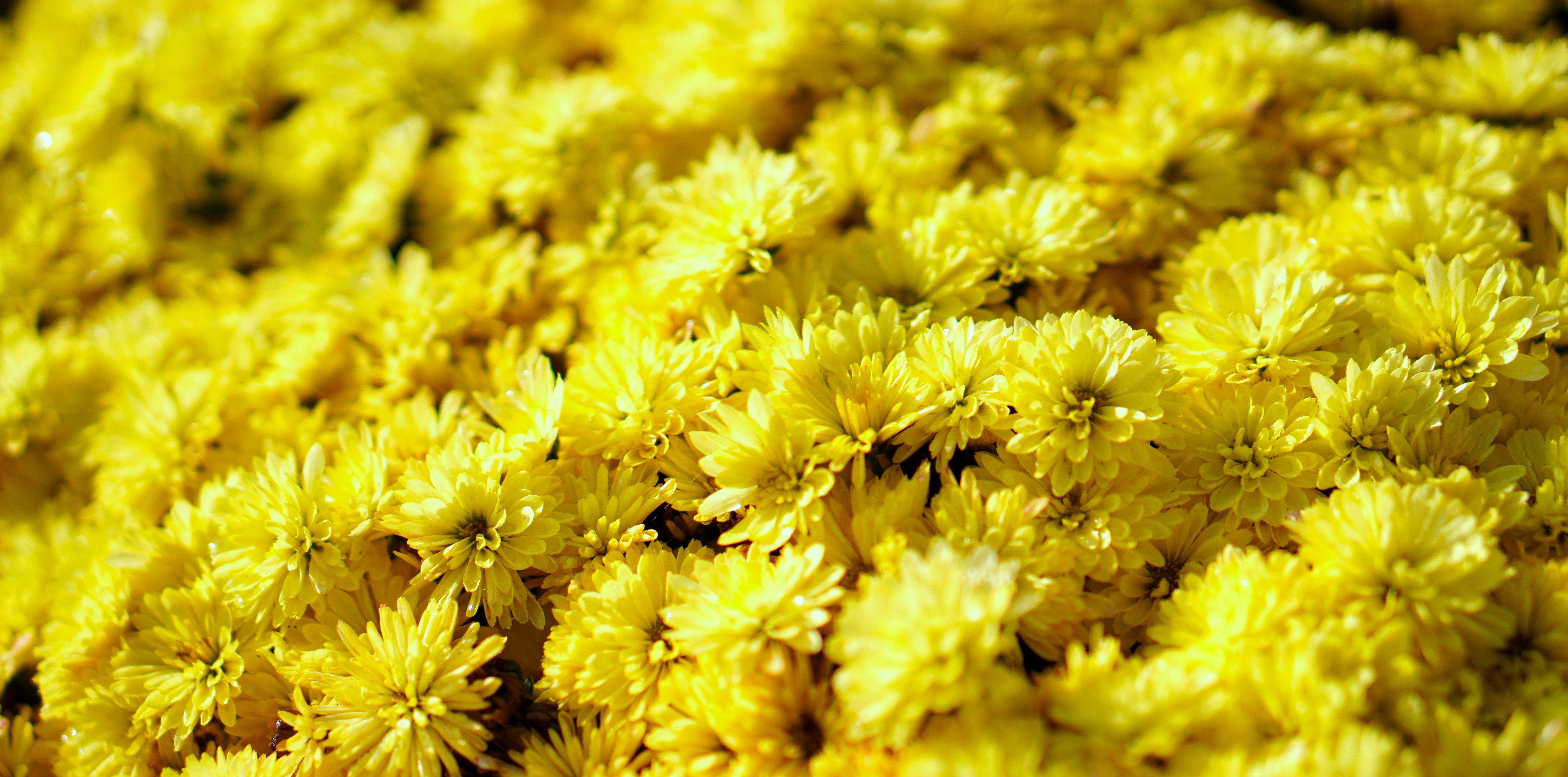Many yellow chrysanthemums in close-up HD Wallpaper