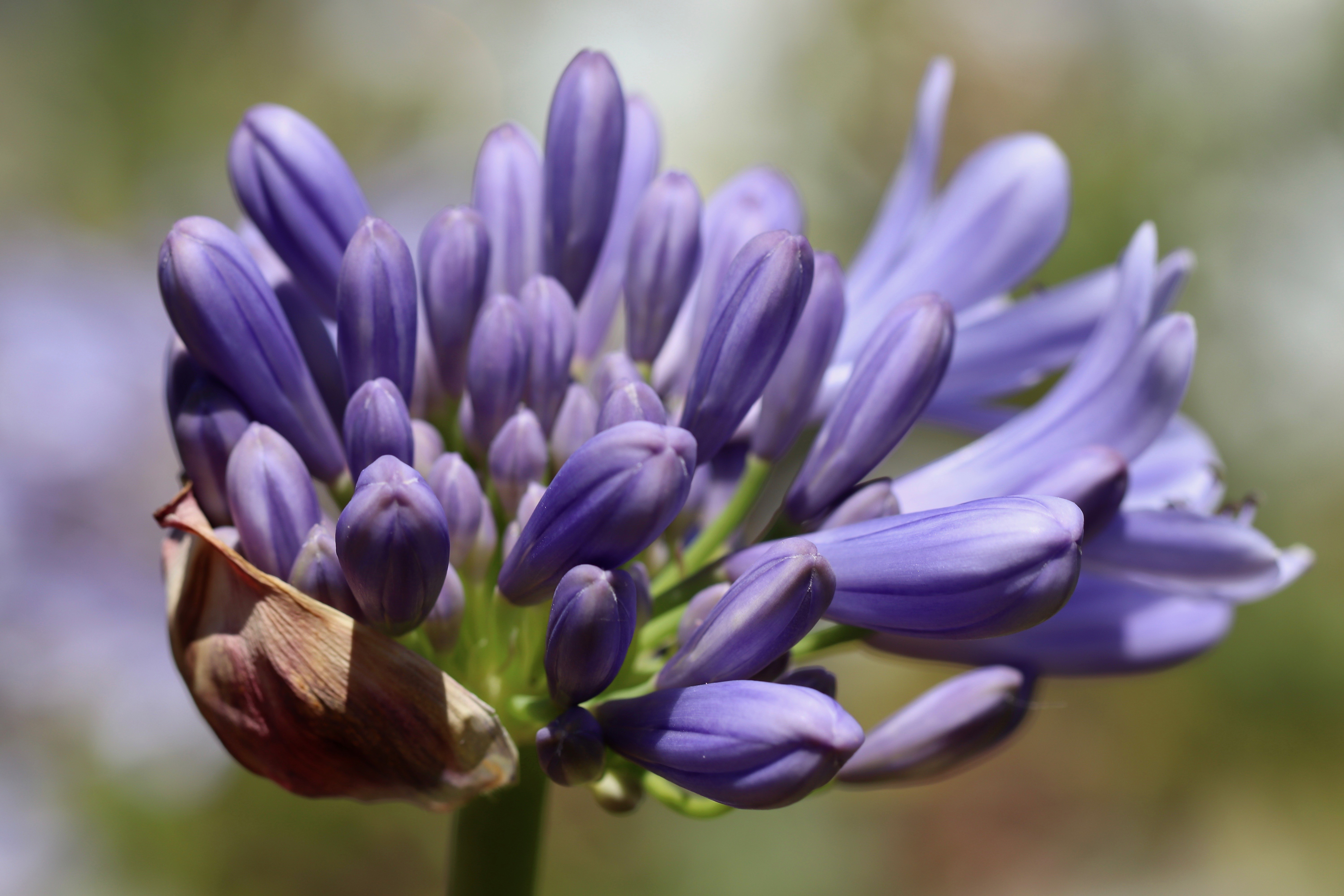 Agapanthus flower buds with bokeh HD Wallpaper