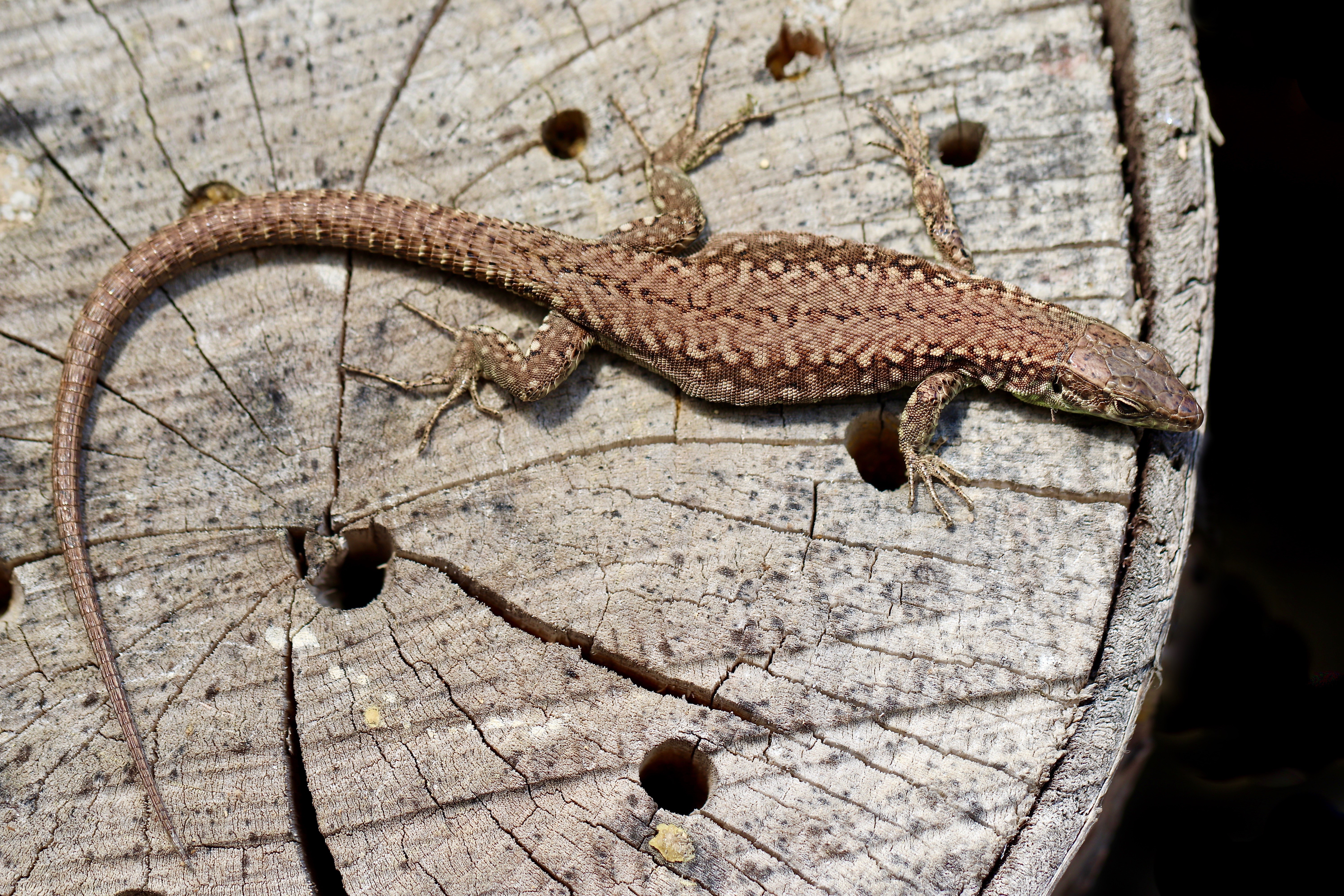 Lizard on a wooden surface HD Wallpaper