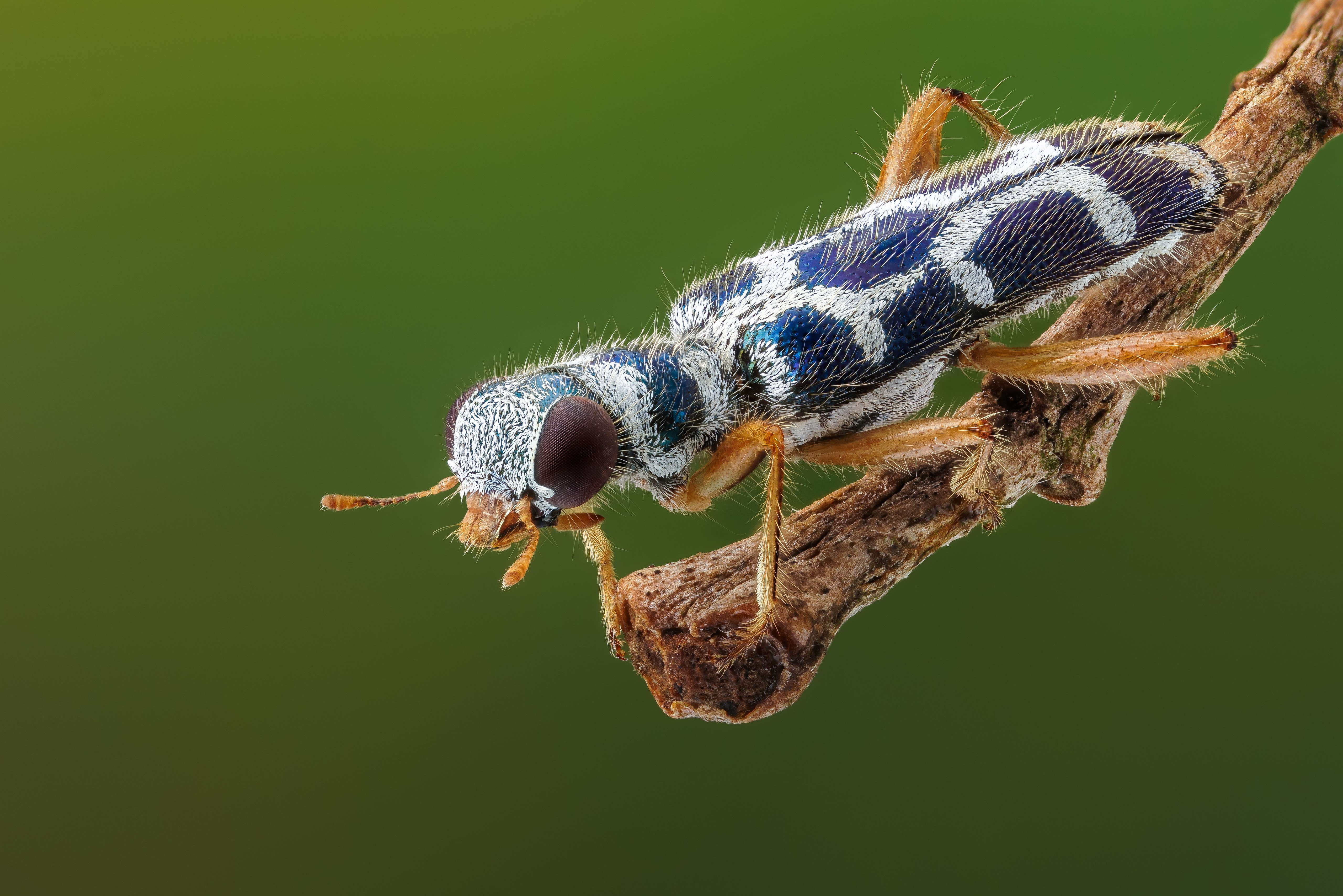 Callimerus Mirandus Beetle on a Branch HD Wallpaper
