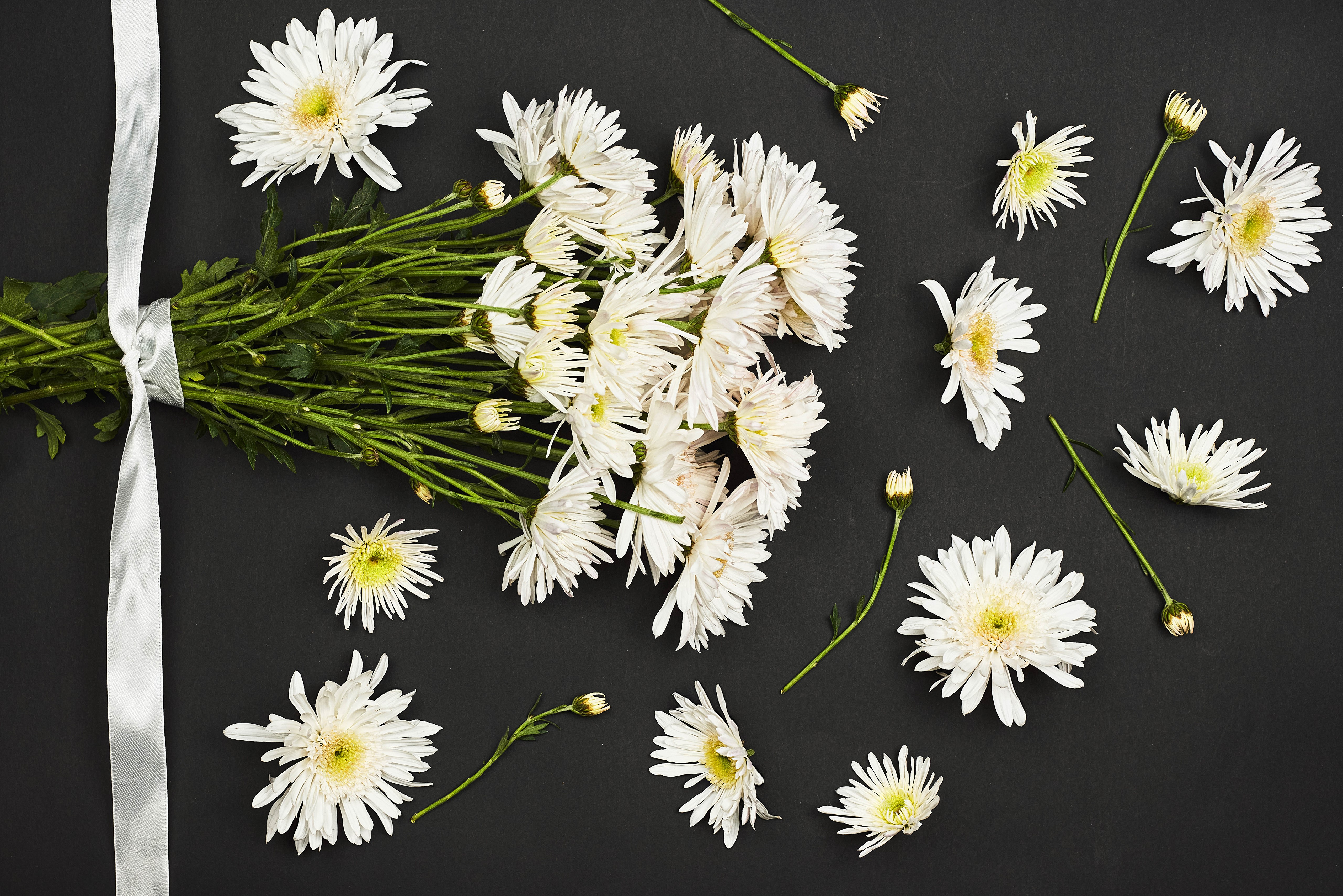 White Chrysanthemums with Ribbon on Gray Background HD Wallpaper