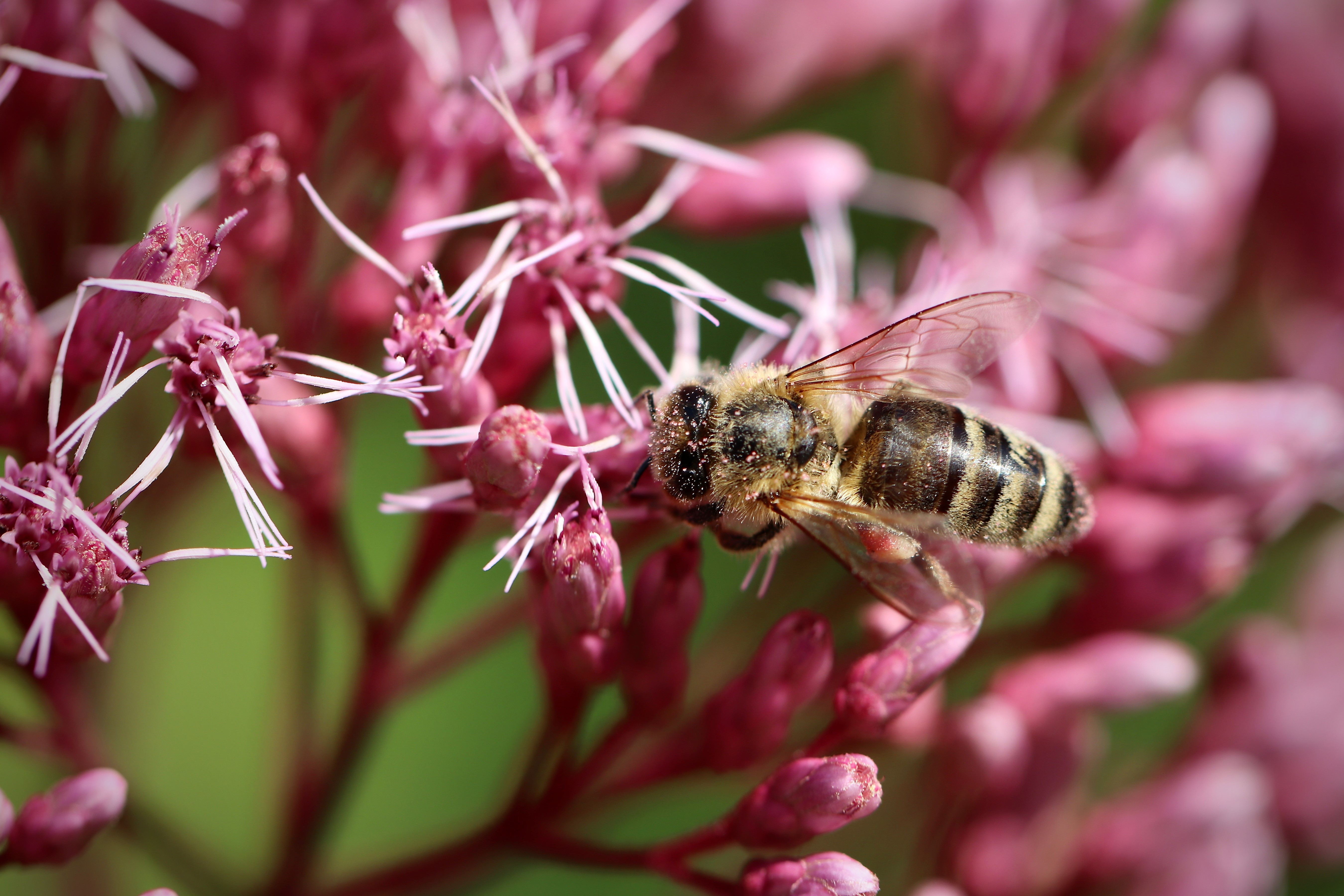 Bee on pink flowers, macro shot, bokeh HD Wallpaper