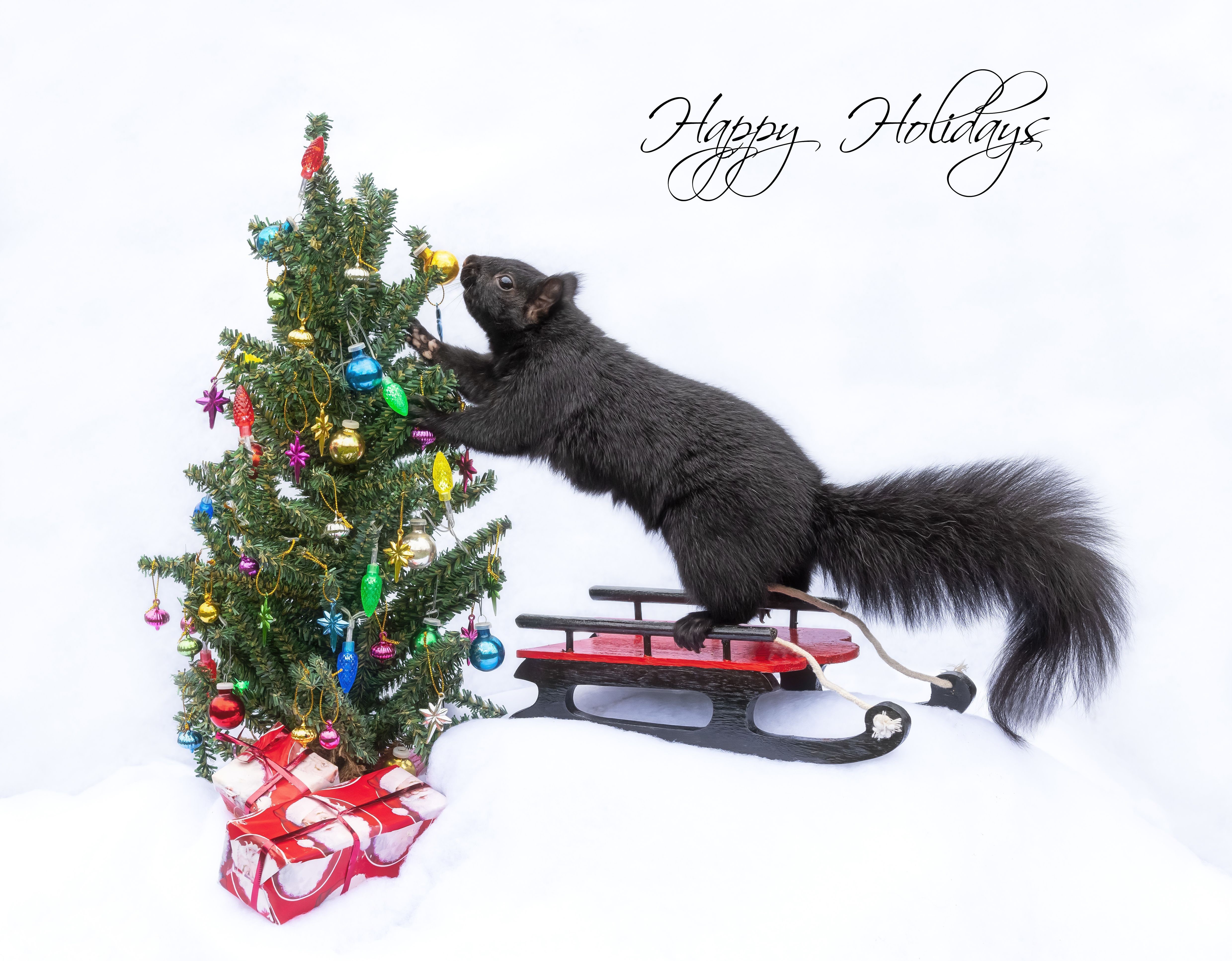 Black Squirrel Decorating Christmas Tree on Sled HD Wallpaper