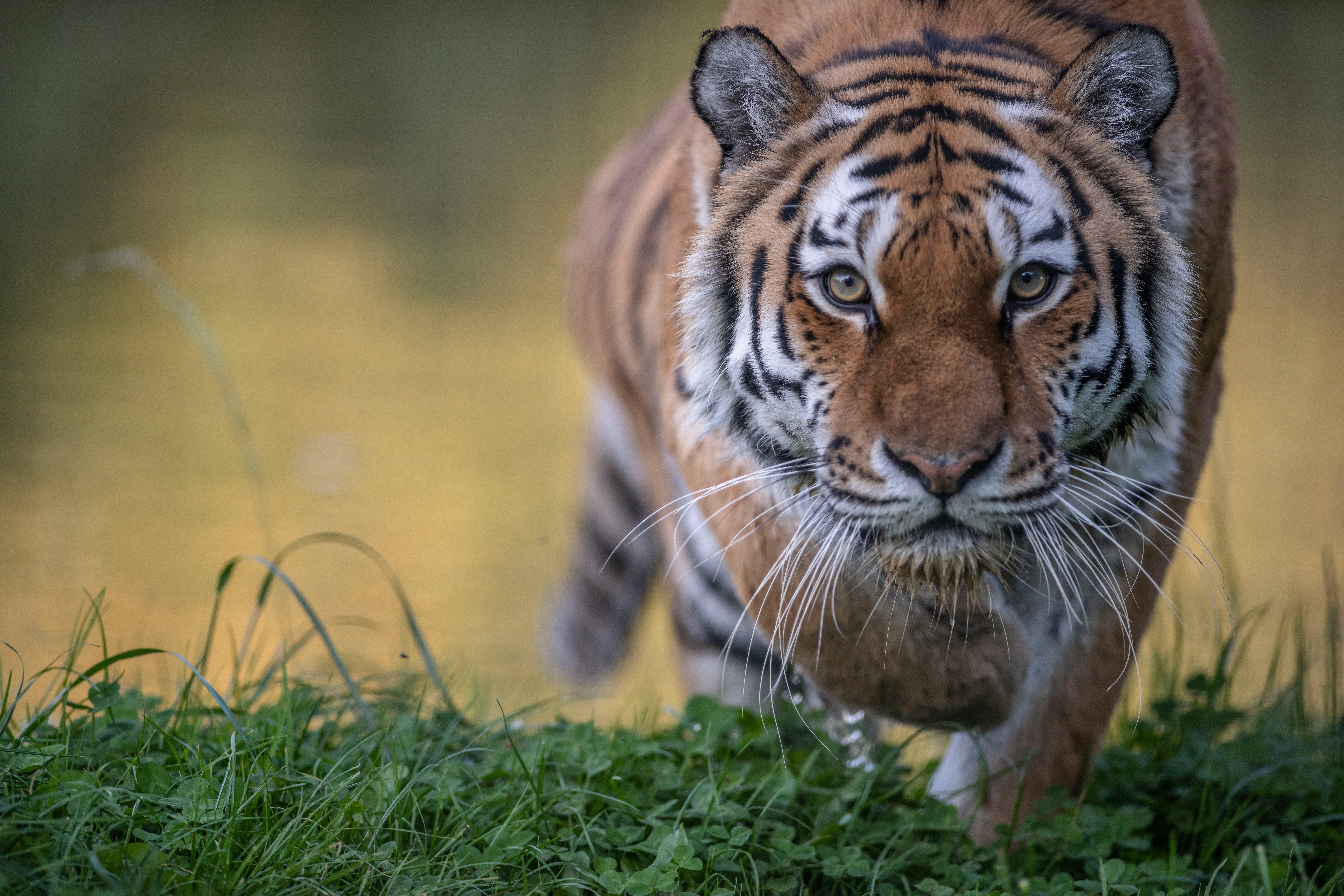 Tiger walking in grass near water HD Wallpaper