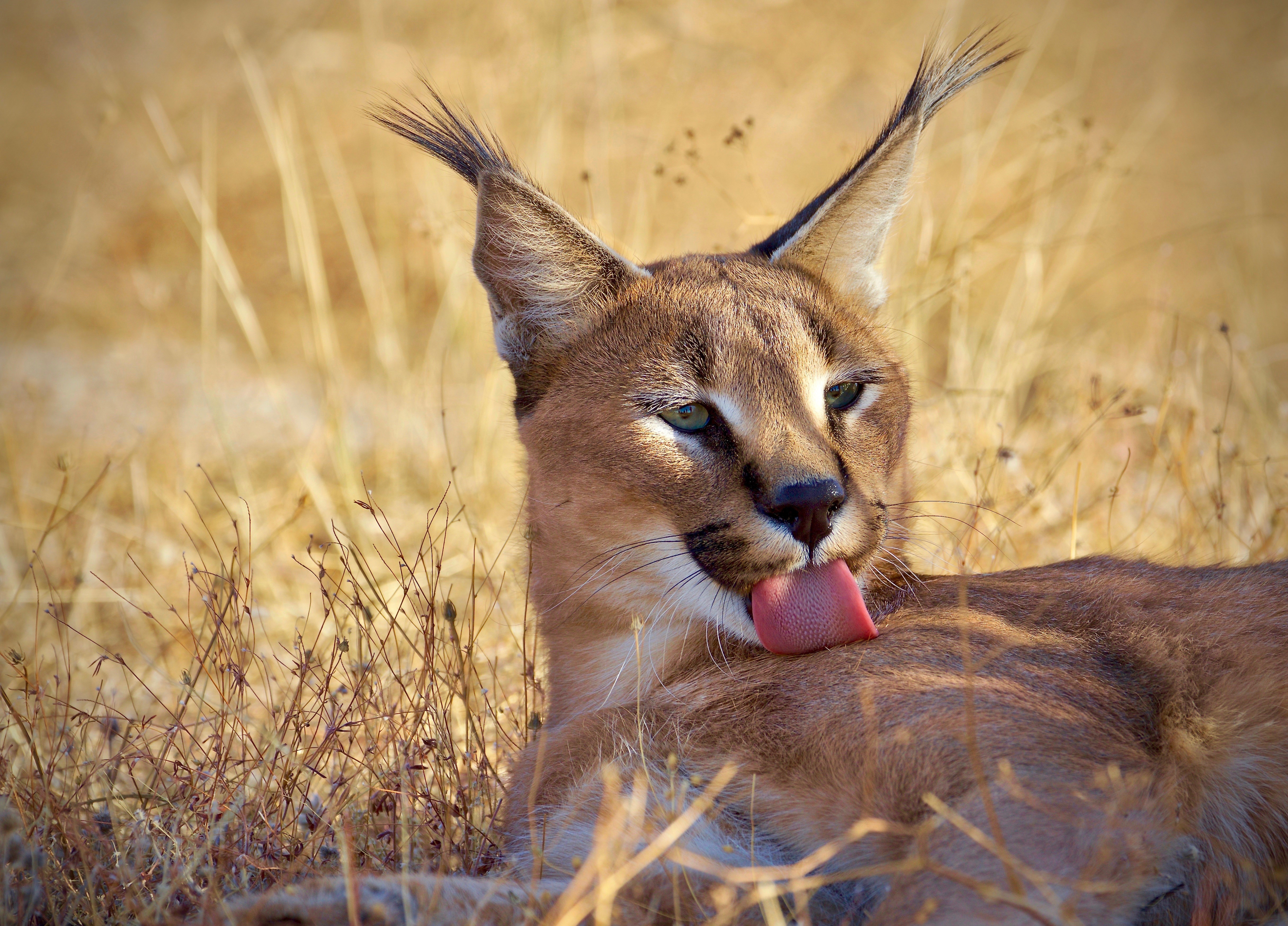 Caracal licking its fur HD Wallpaper