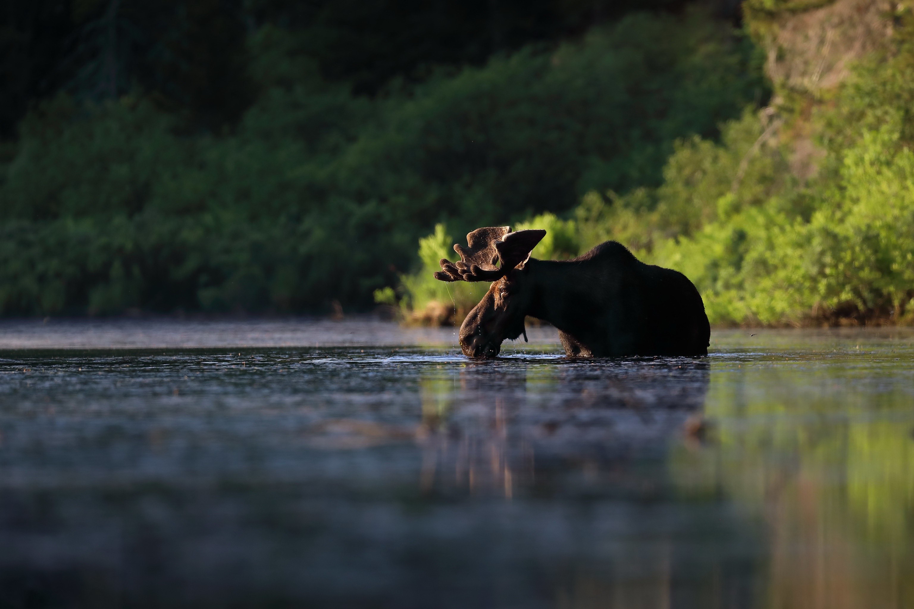 Moose drinking water in a lake at sunrise HD Wallpaper