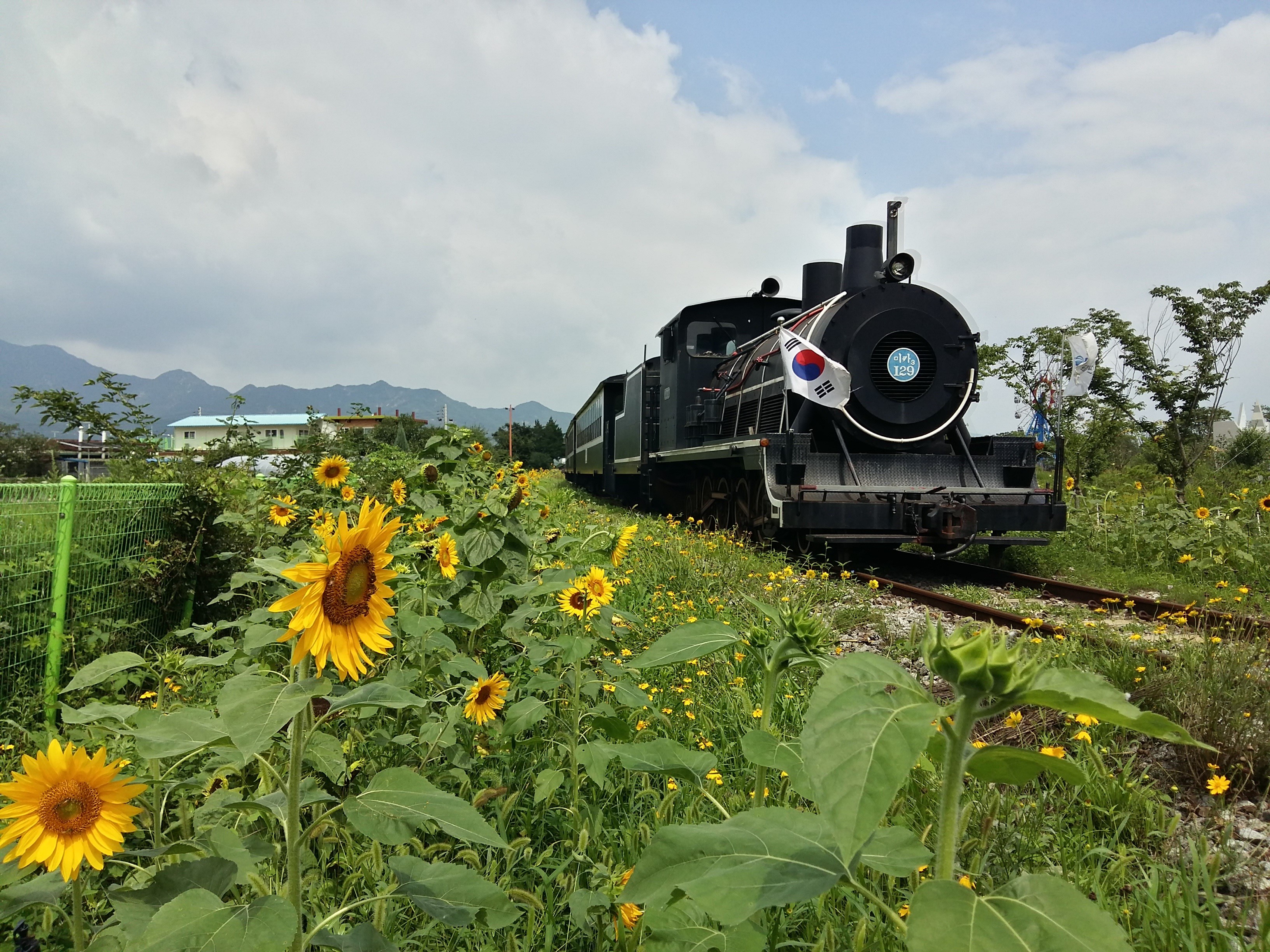 Steam Locomotive with South Korean Flag and Sunflowers HD Wallpaper