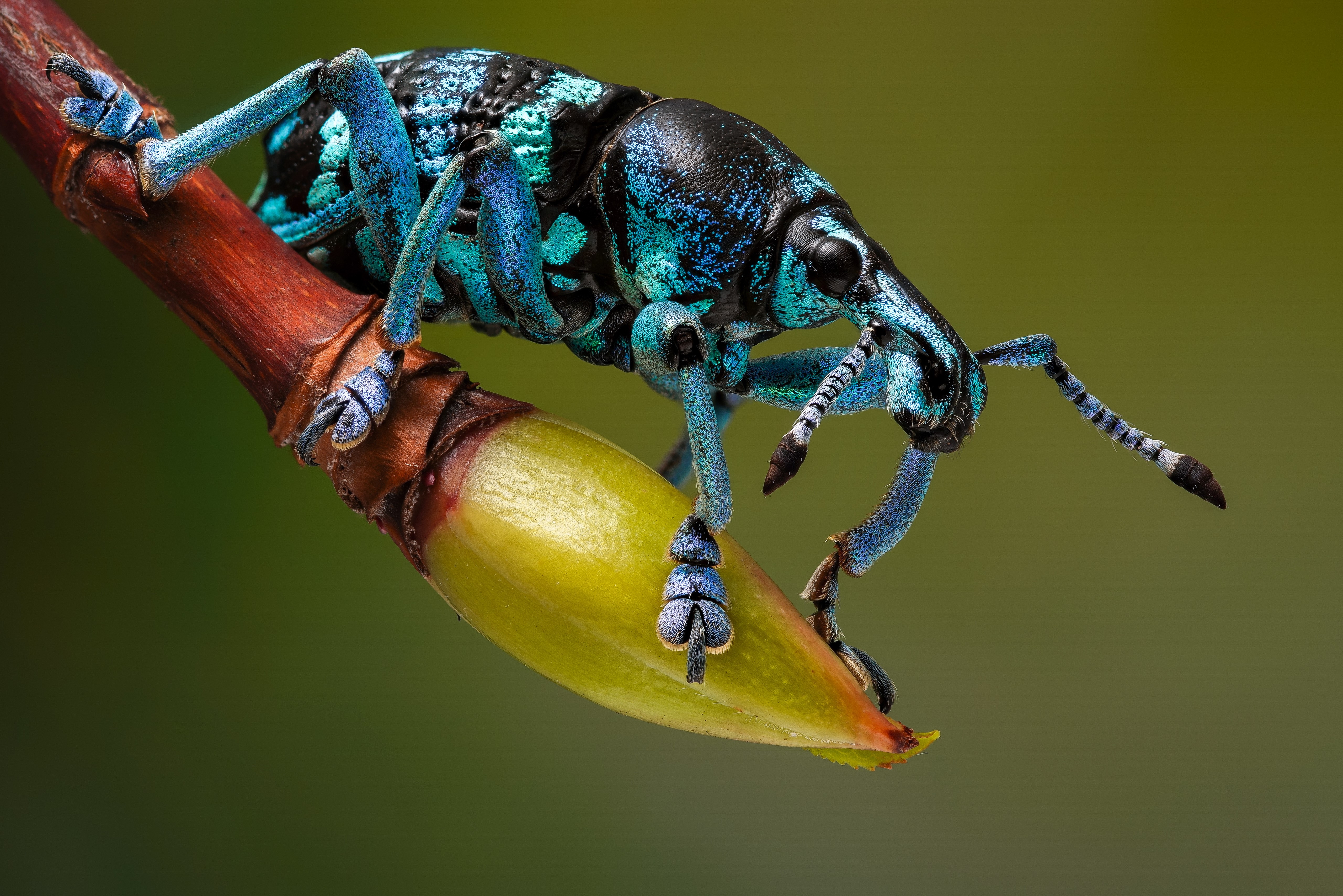 Eupholus linnei beetle on a branch HD Wallpaper