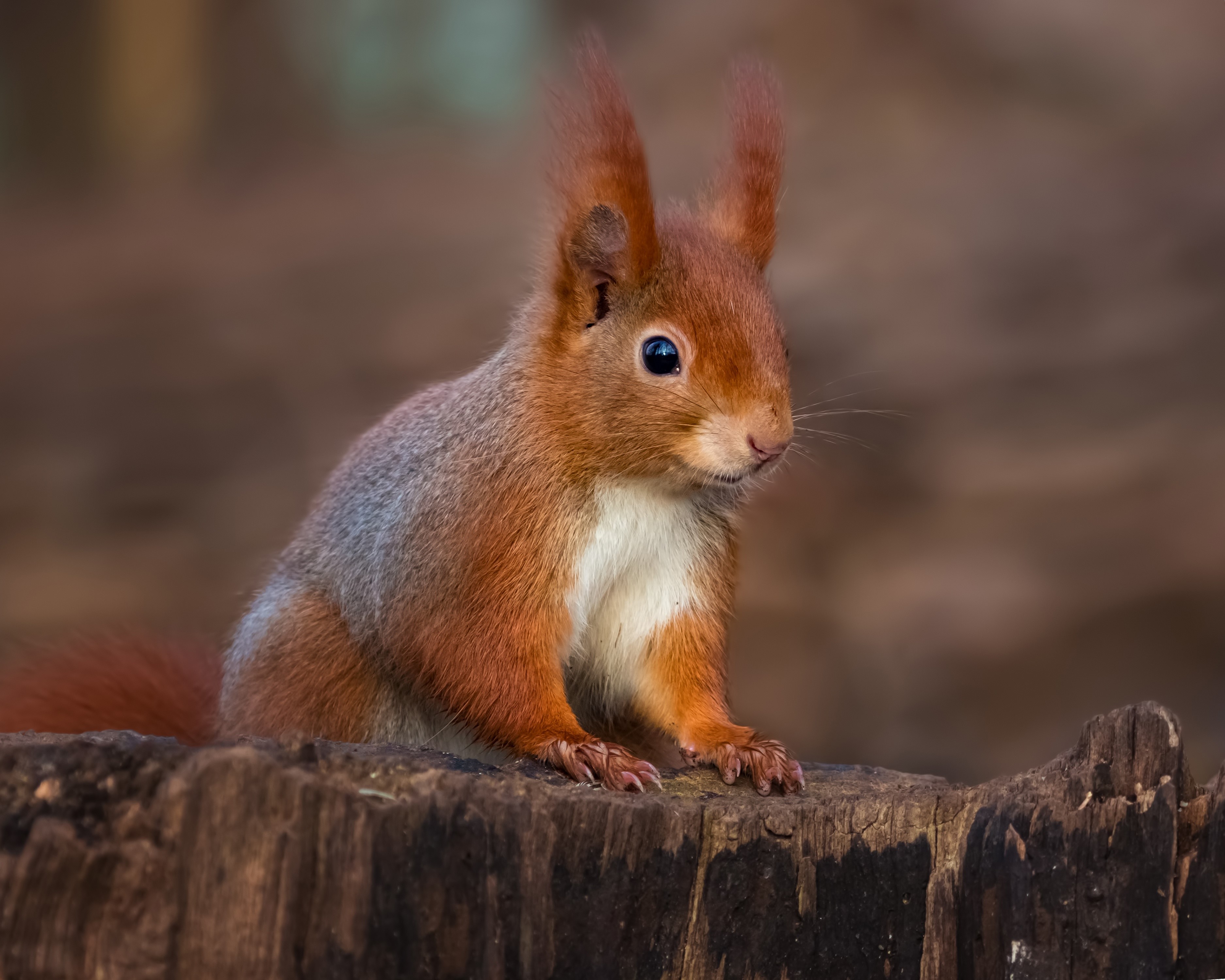 Red squirrel sitting on a tree stump HD Wallpaper