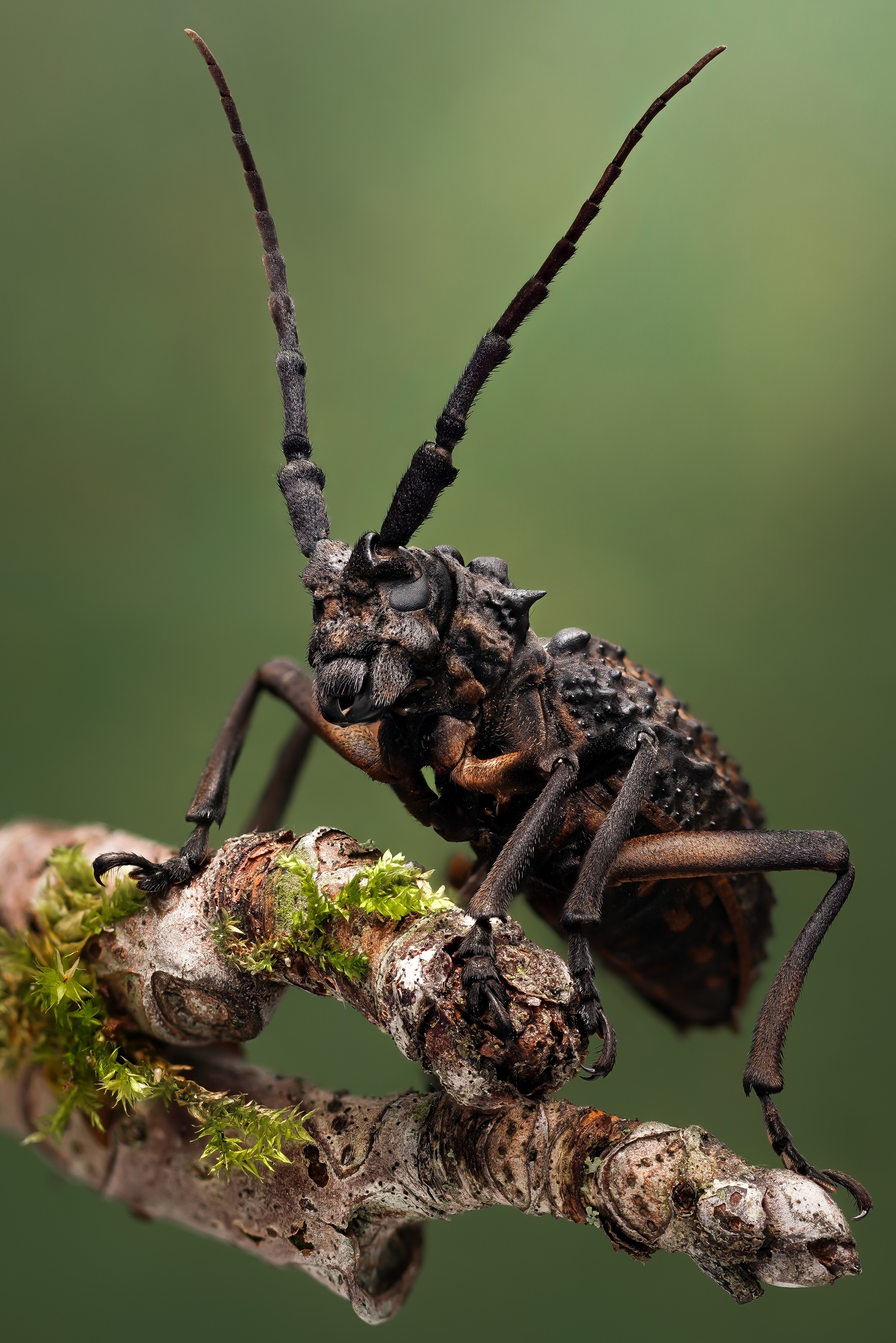 Phantasis Avernica beetle on a branch HD Phone Wallpaper