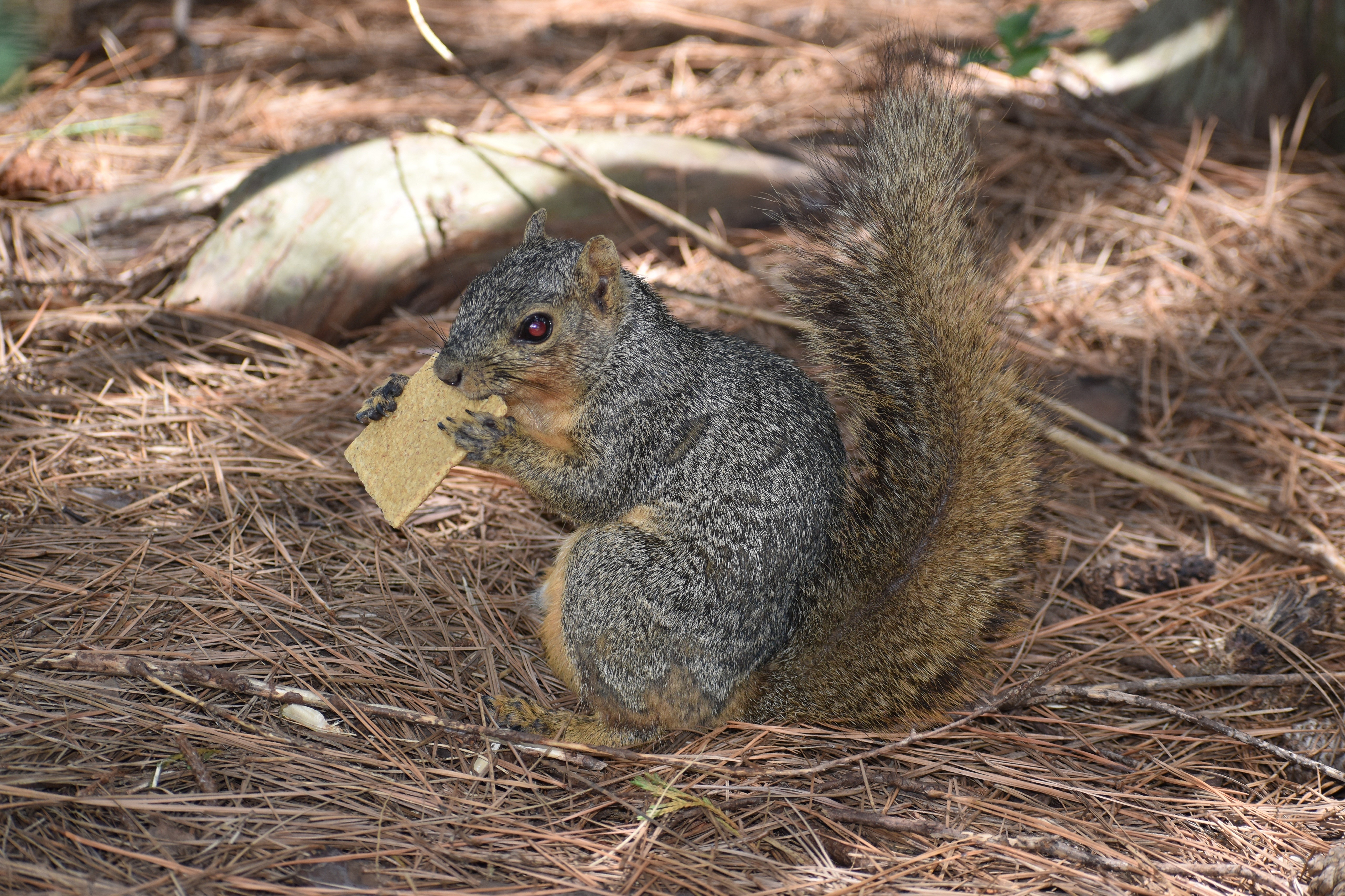 Squirrel eating a cookie HD Wallpaper