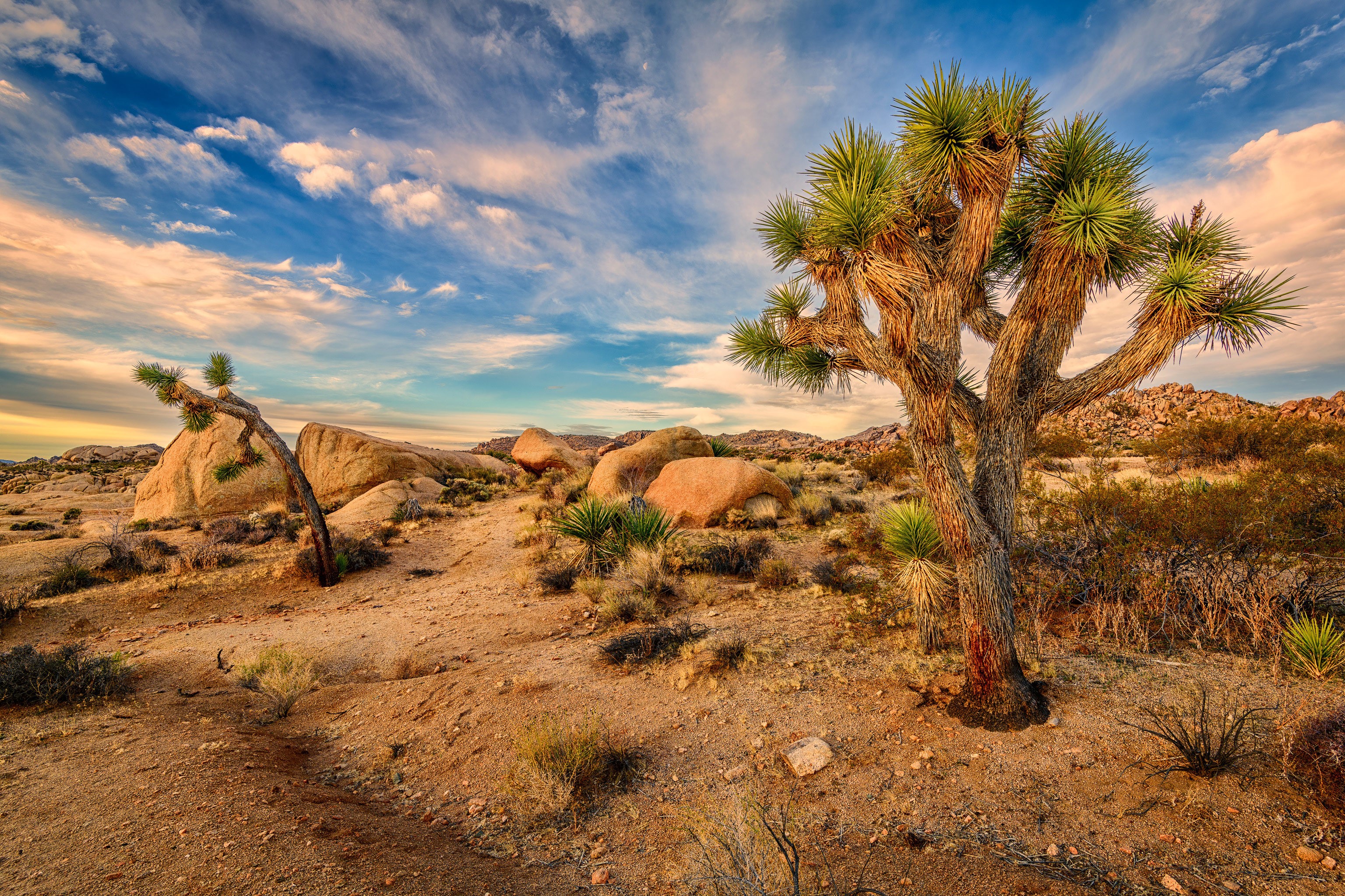 Joshua Tree National Park with Joshua Trees and Rocks HD Wallpaper
