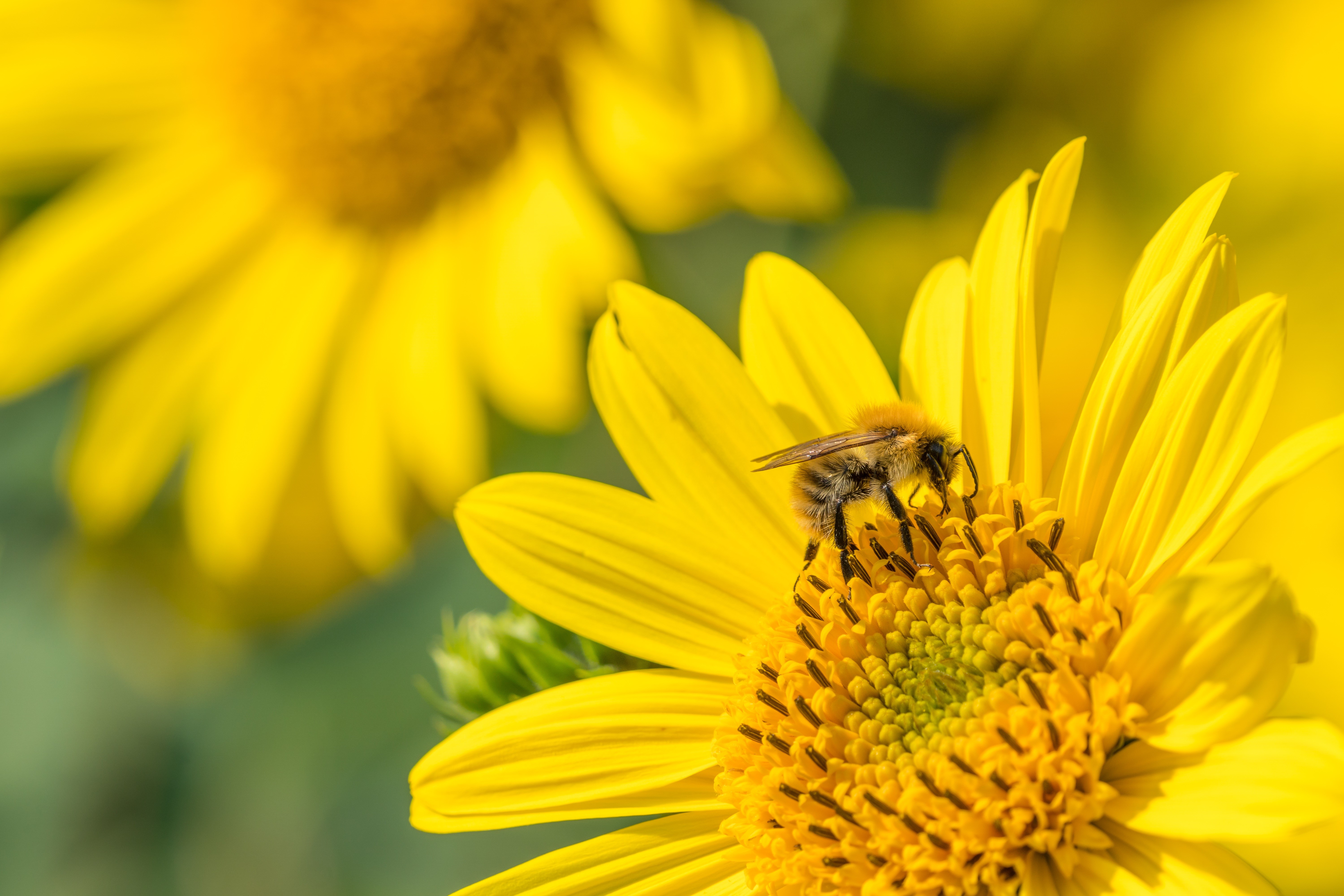 Bee on a yellow flower with bokeh HD Wallpaper