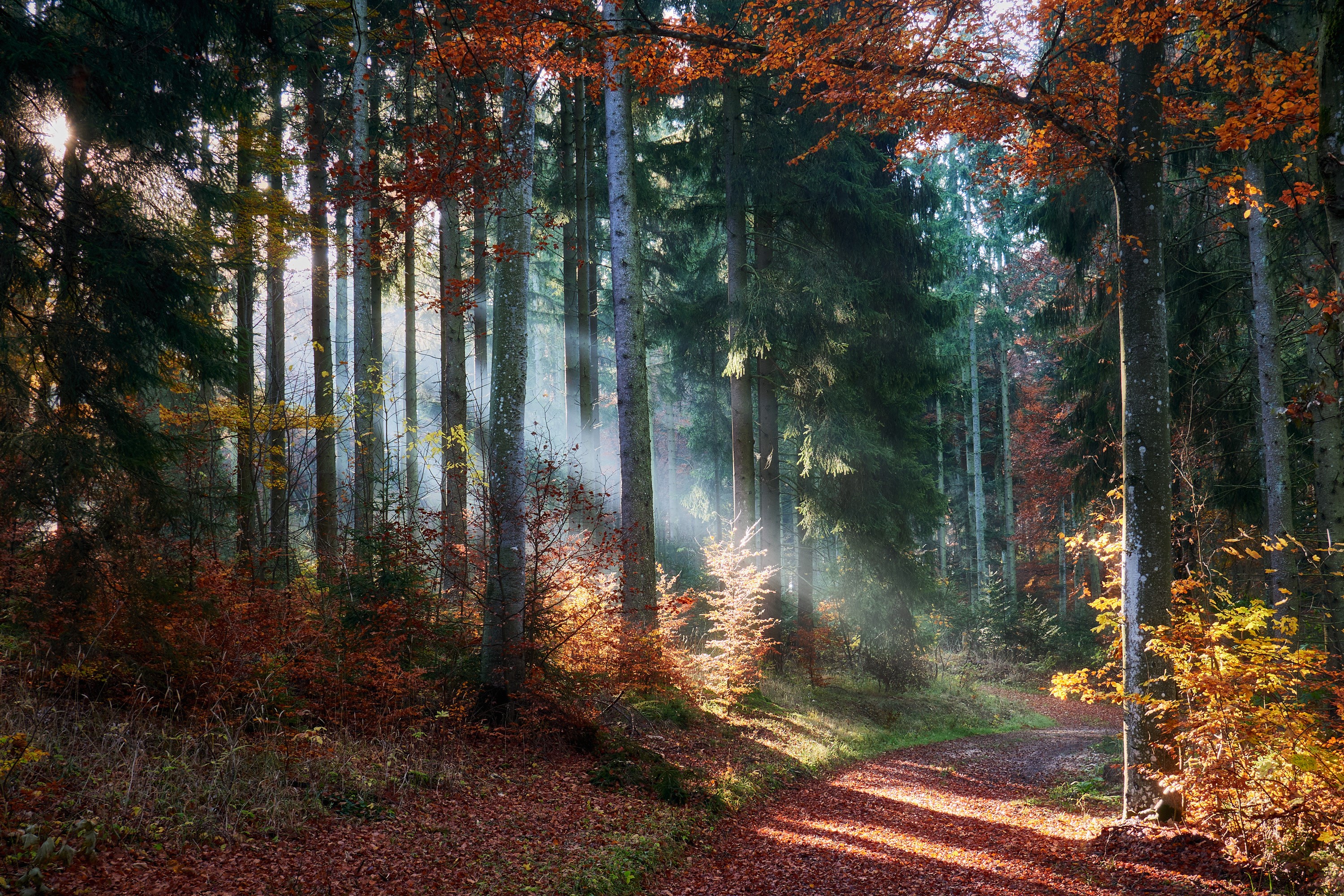 Autumn forest trail with sun rays HD Wallpaper