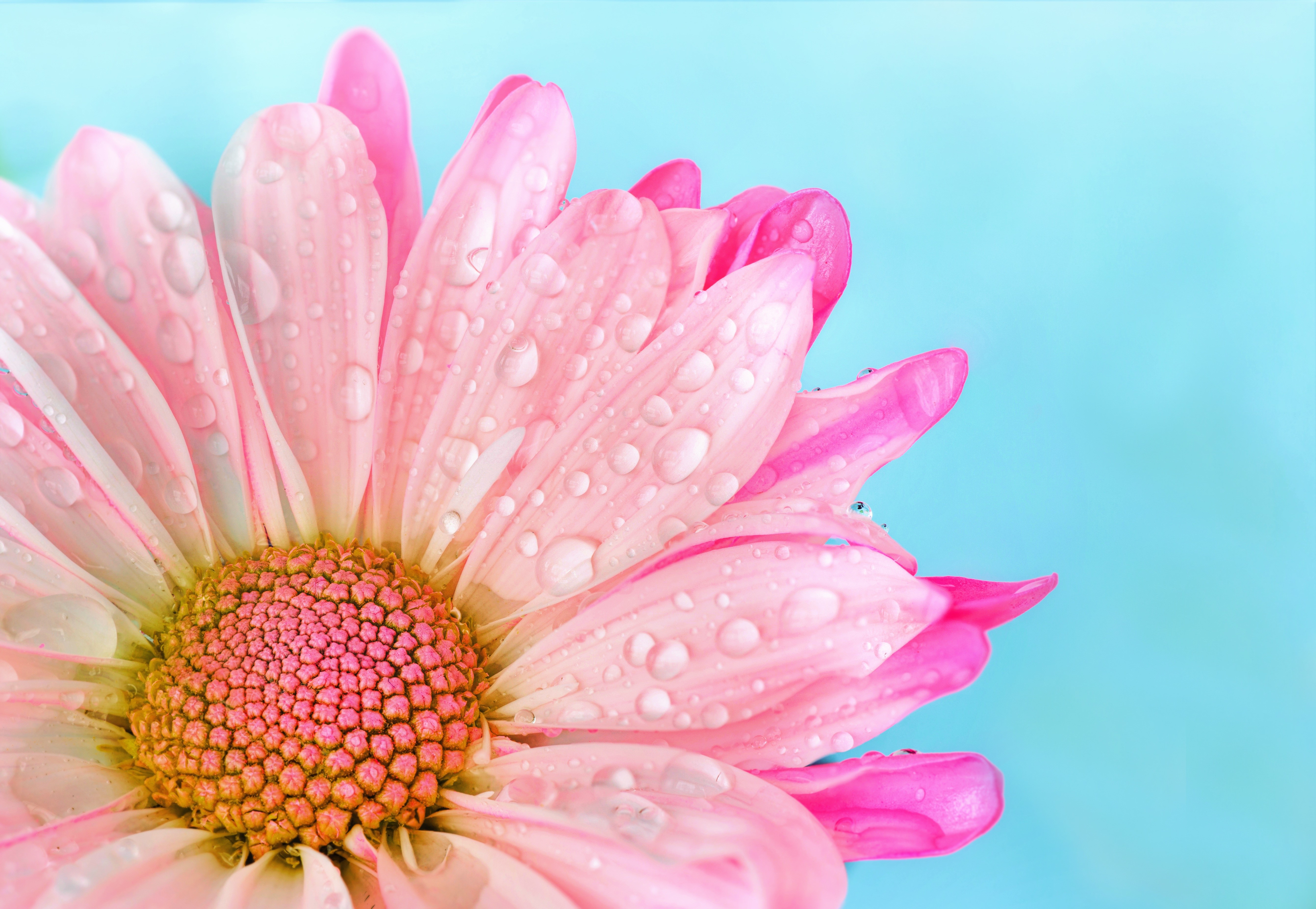 Pink Daisy with Water Drops on Blue Background HD Wallpaper