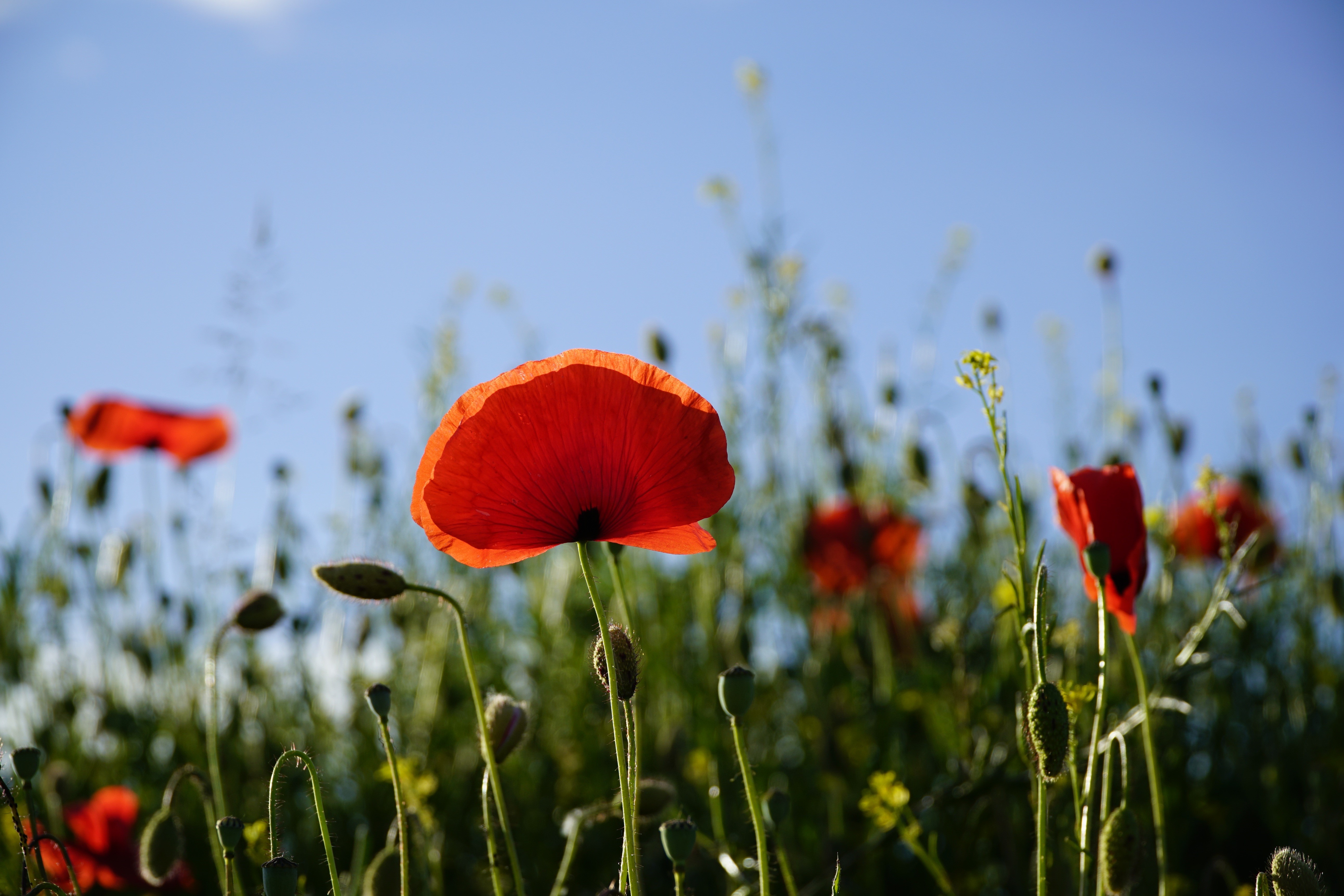 Red Poppies in a Field with Blue Sky HD Wallpaper