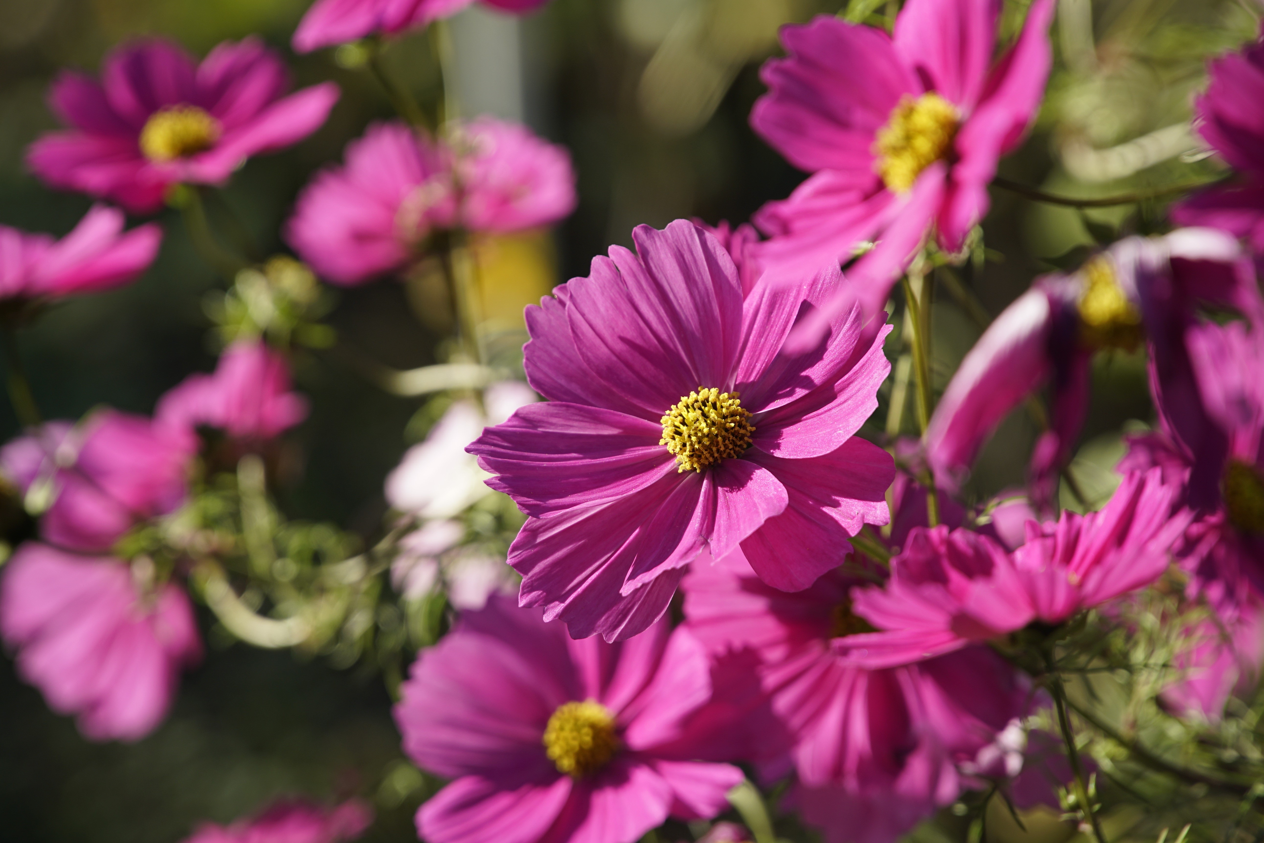 Pink Cosmos flowers with Bokeh HD Wallpaper