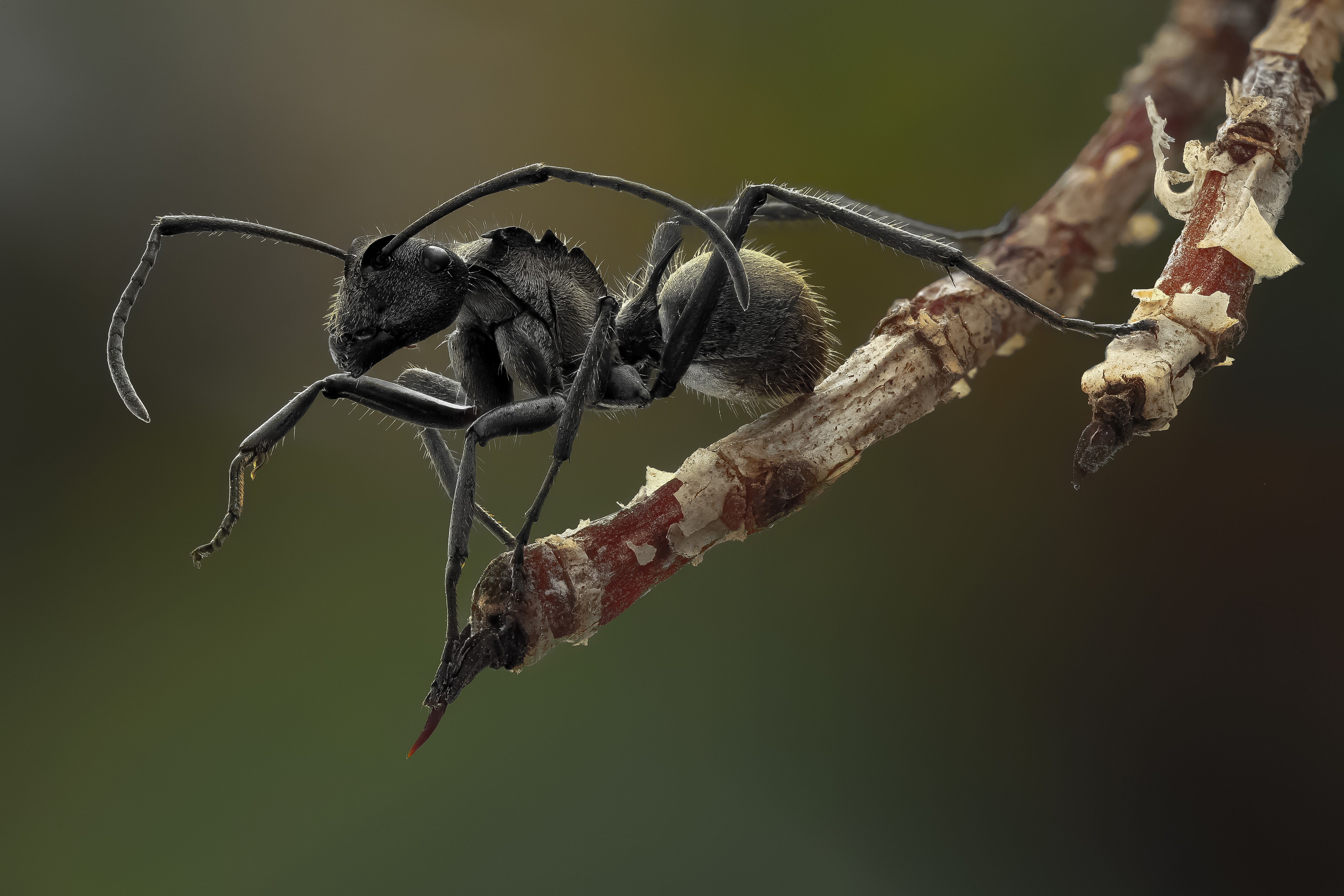 Polyrhachis ant on a branch, 4K HD Wallpaper