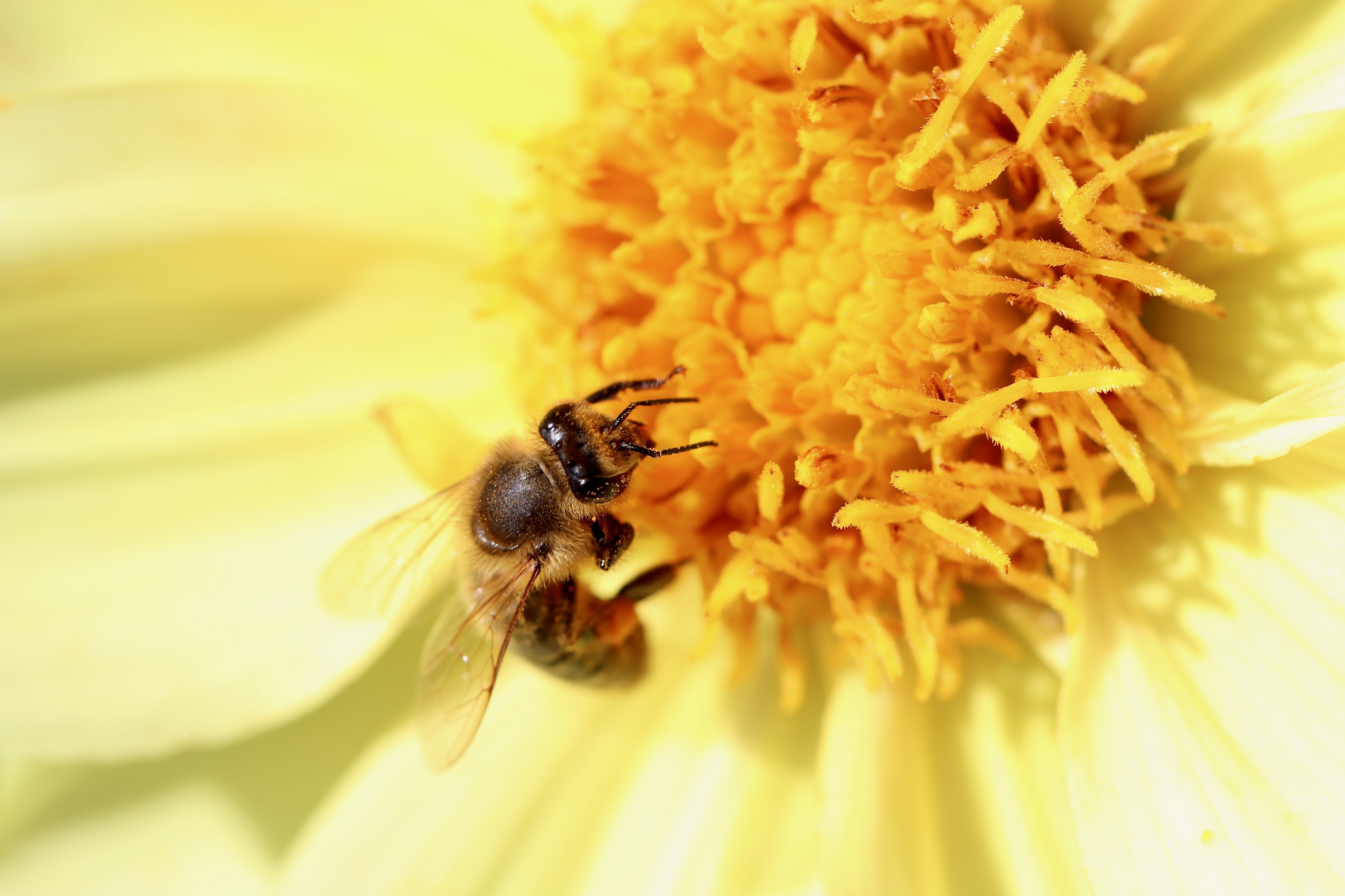 Bee on a yellow flower HD Wallpaper
