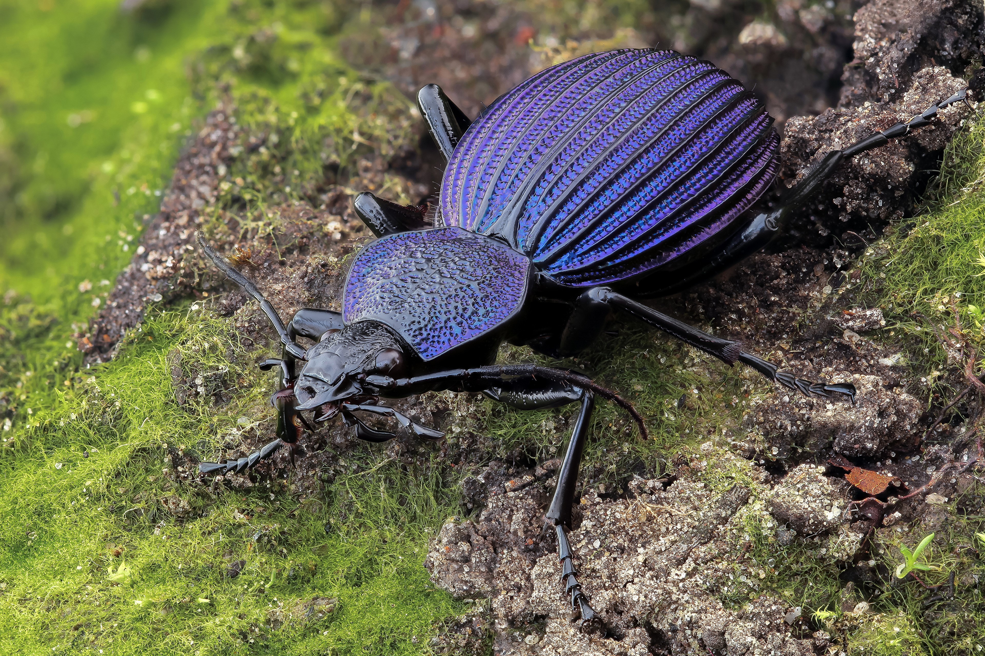 4K tefflus beetle on mossy ground HD Wallpaper