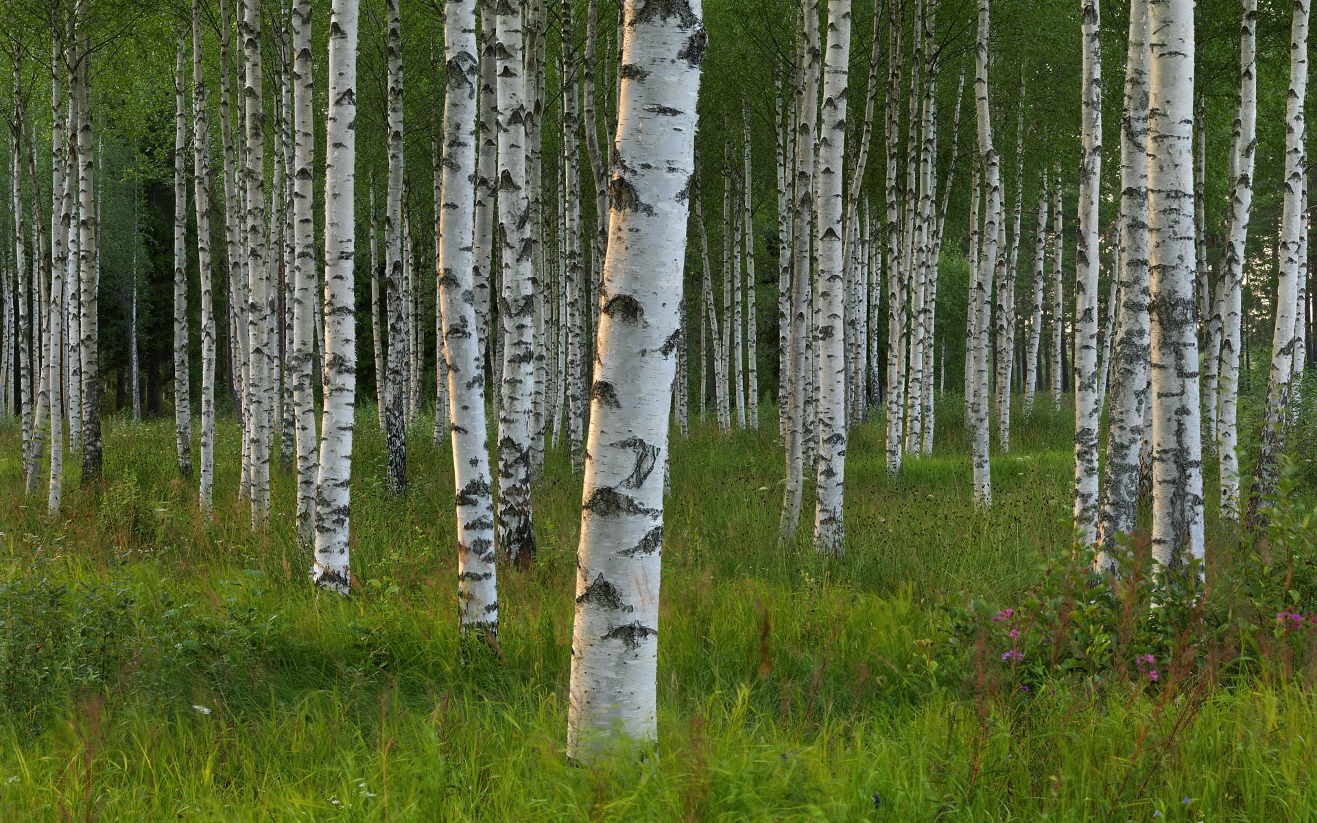 A dense forest of birch trees with green grass HD Wallpaper