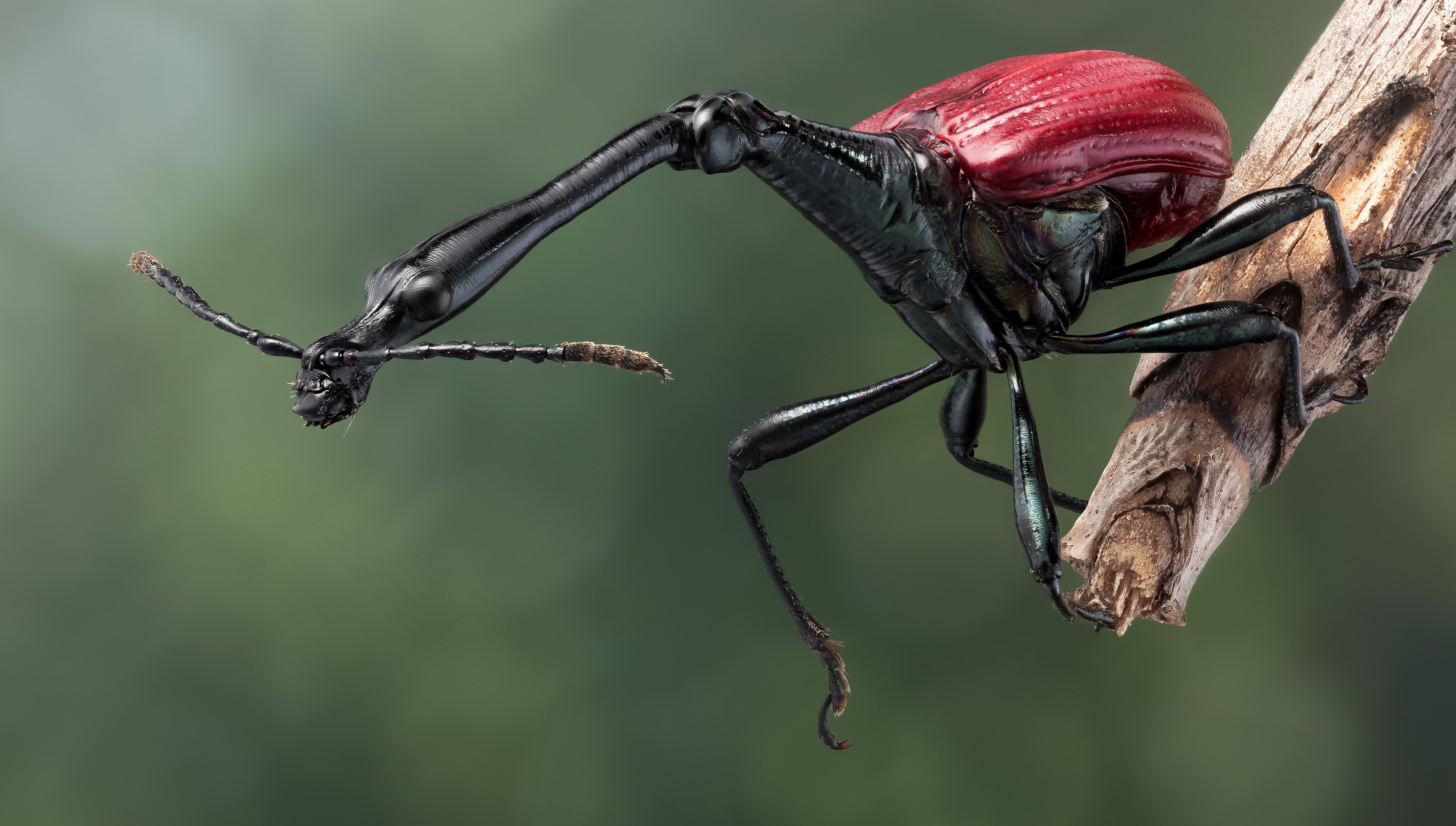 Giraffe Weevil on a Branch HD Wallpaper