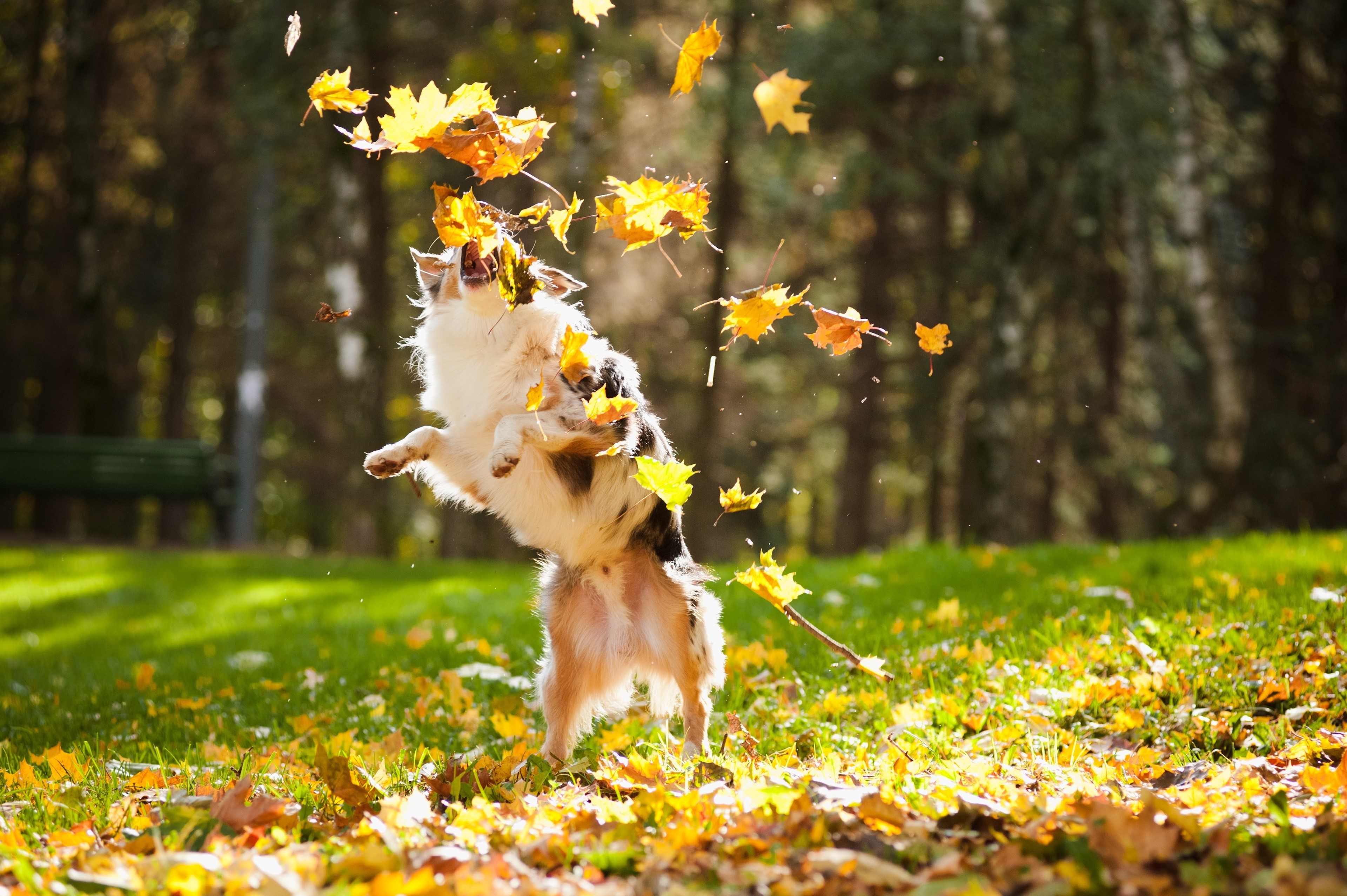 Dog playing in autumn leaves HD Wallpaper