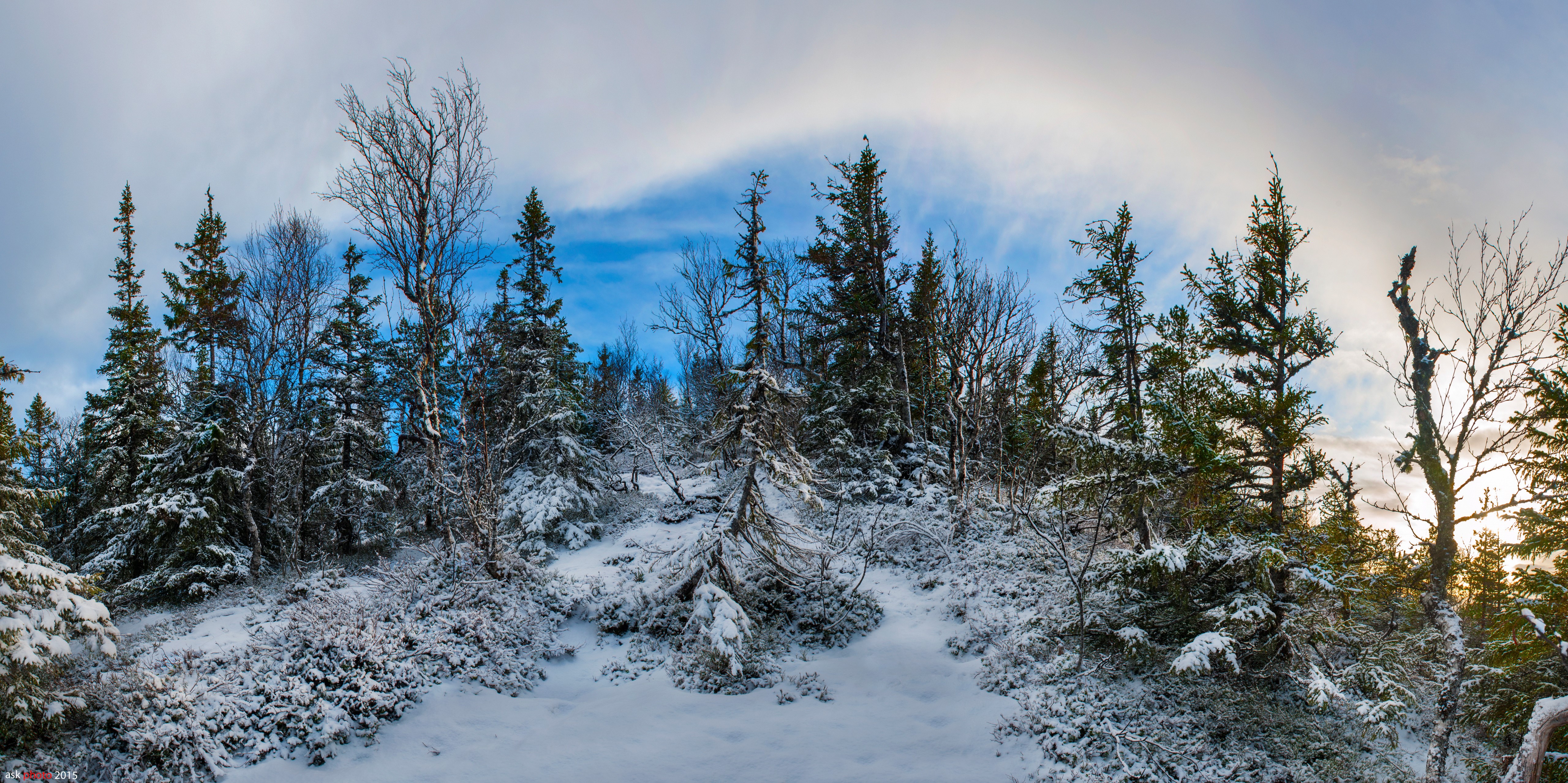 Snowy forest in Norway during winter HD Wallpaper
