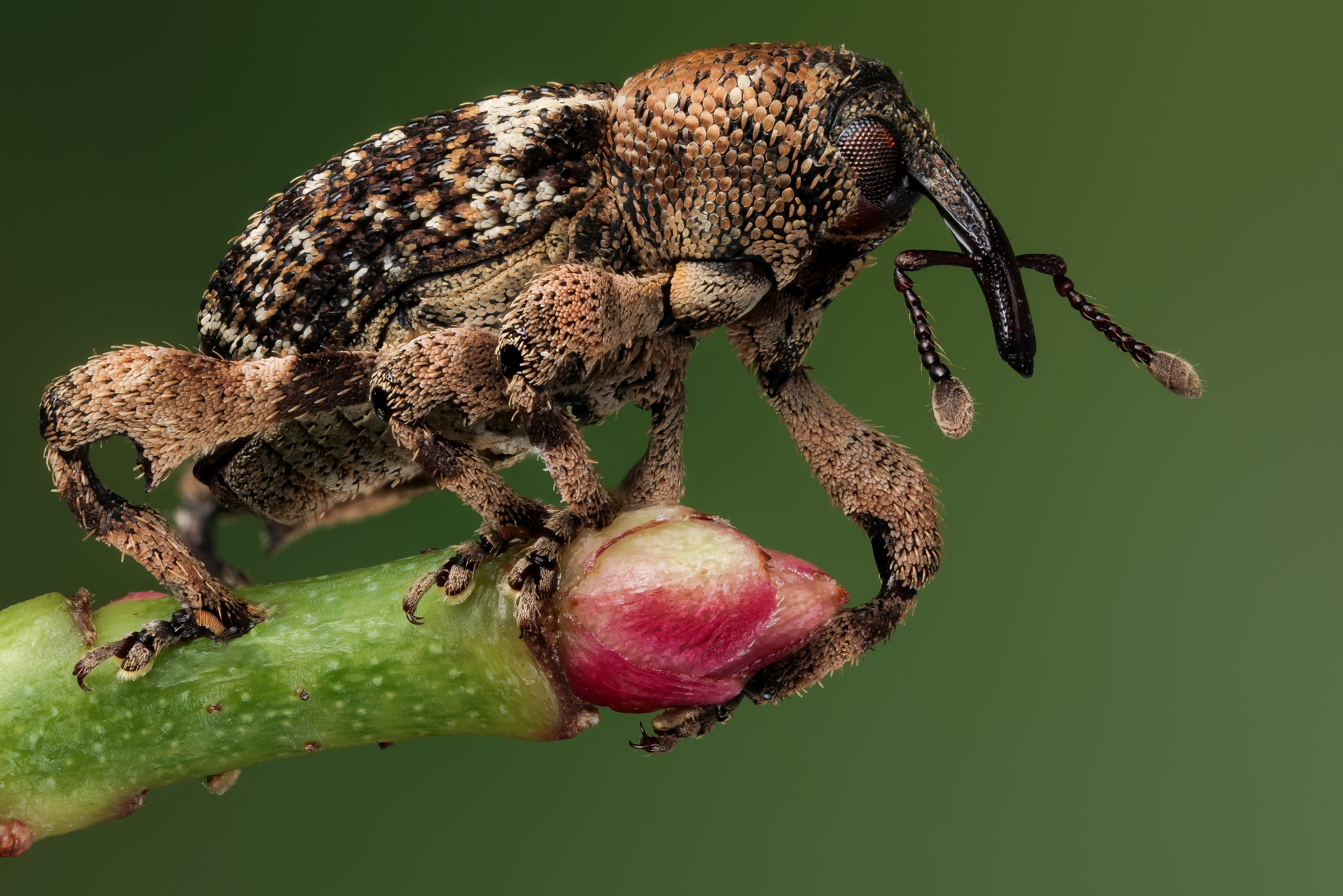 Weevil on a plant bud HD Wallpaper
