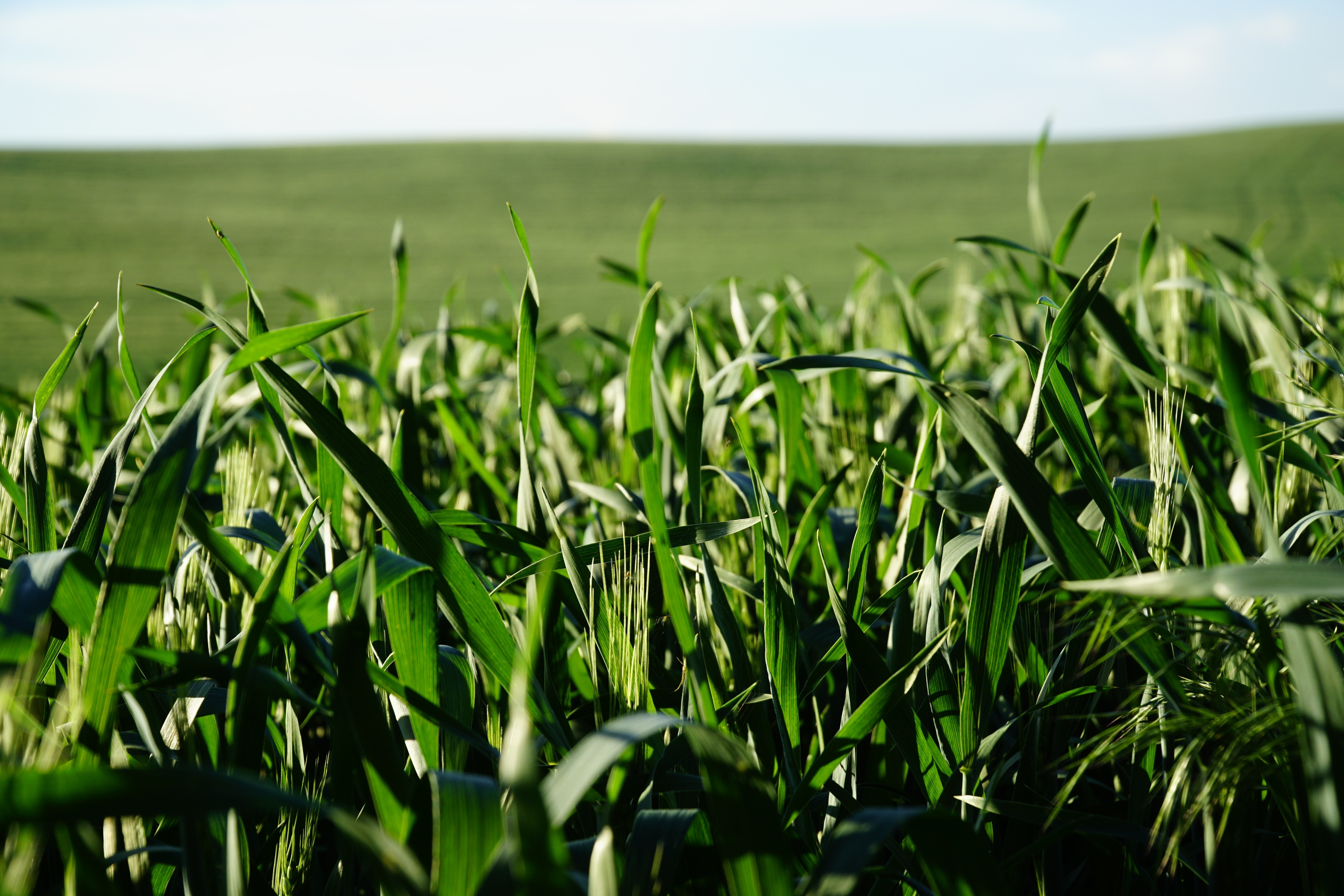 Green grass field with bokeh HD Wallpaper