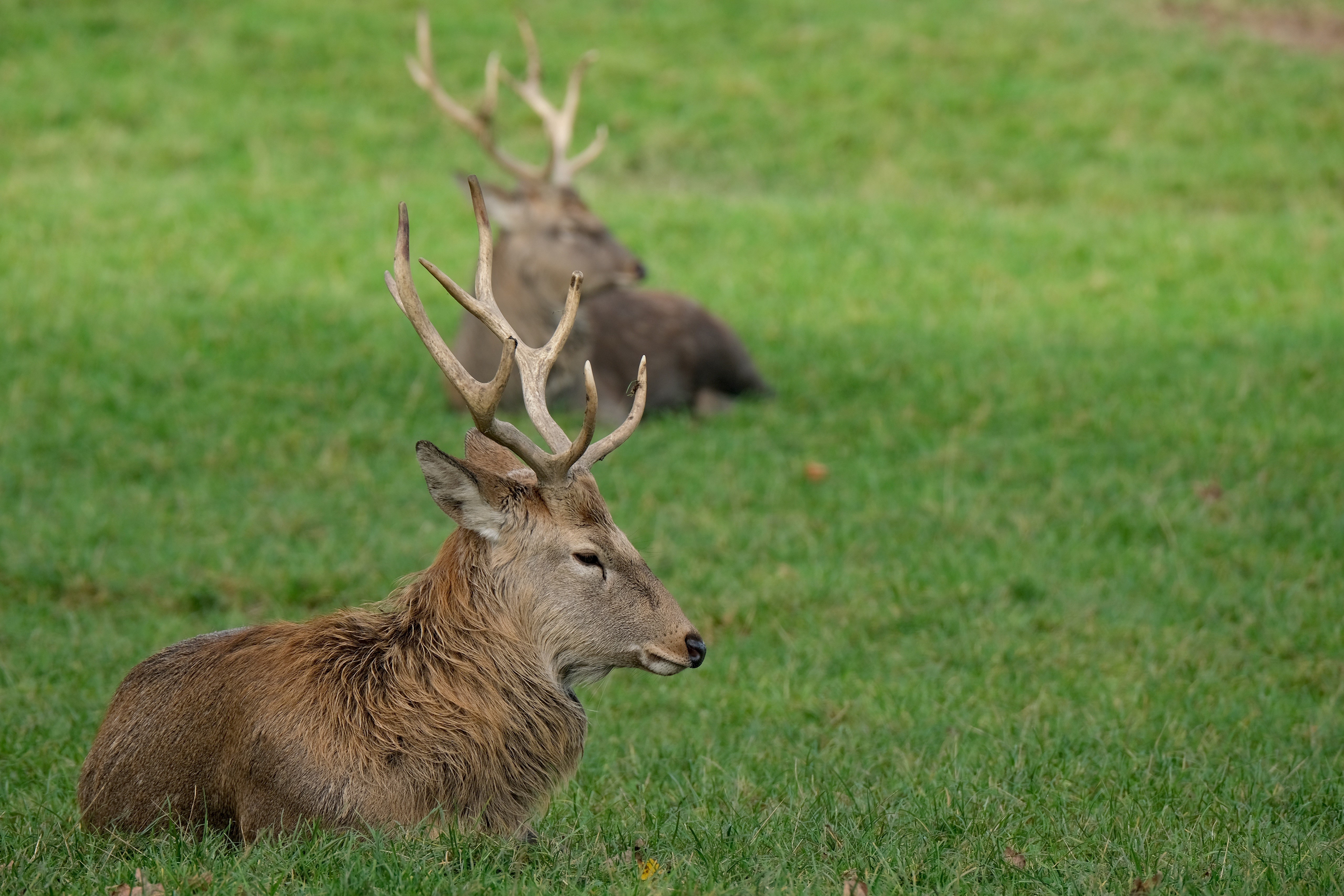 Deer lying on grass with antlers HD Wallpaper