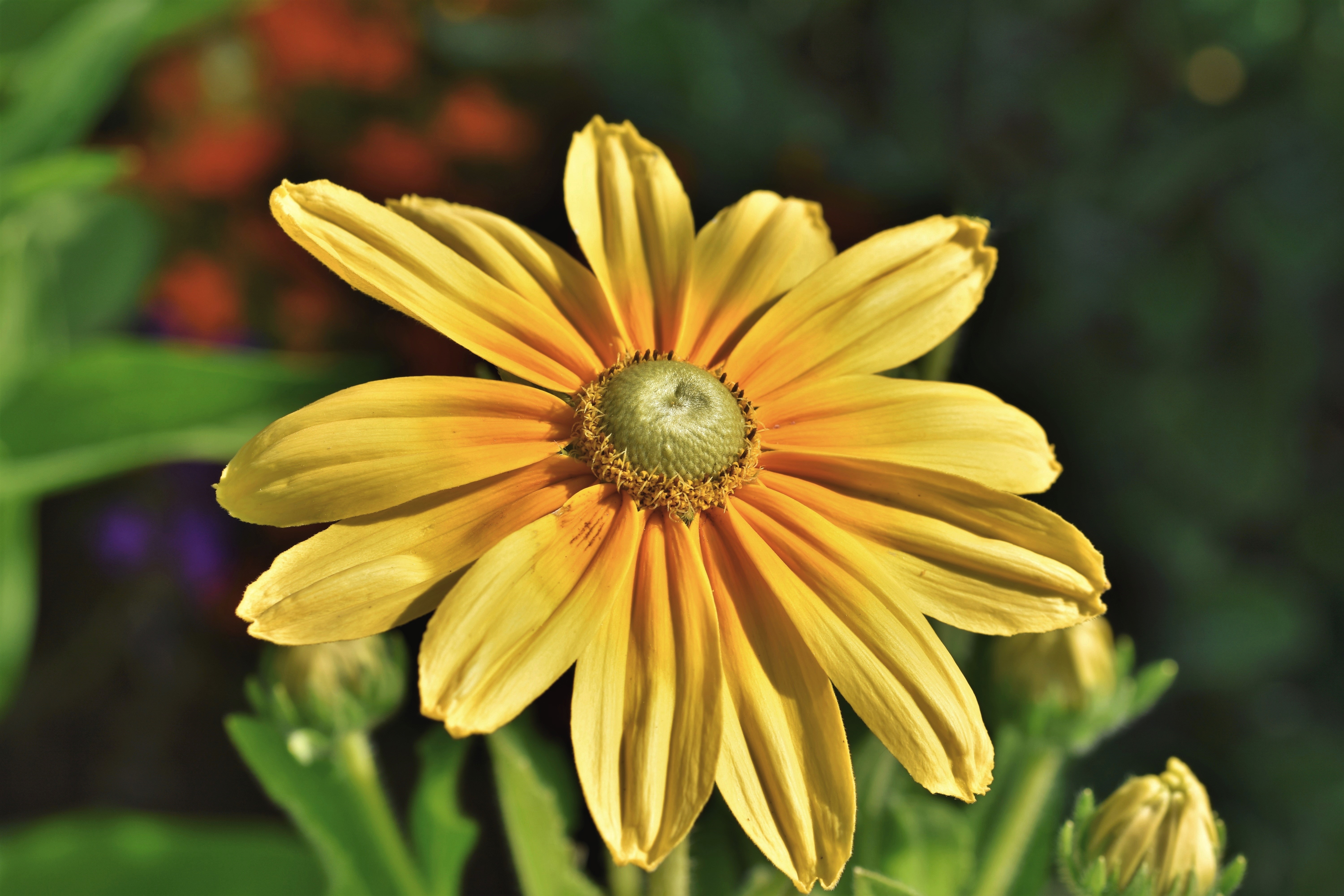 Yellow Rudbeckia flower closeup HD Wallpaper