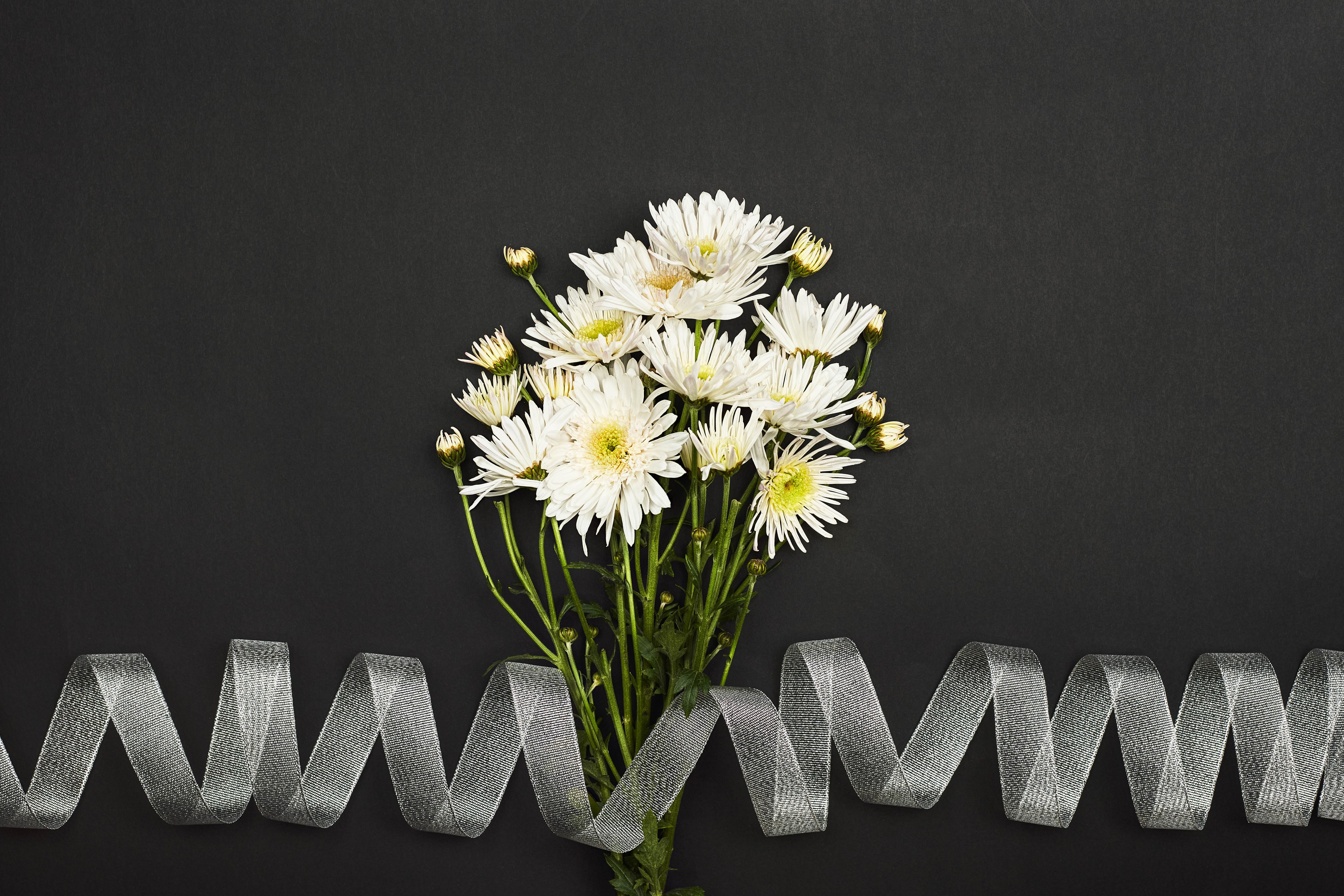 White Chrysanthemums with Silver Ribbon on Gray Background HD Wallpaper